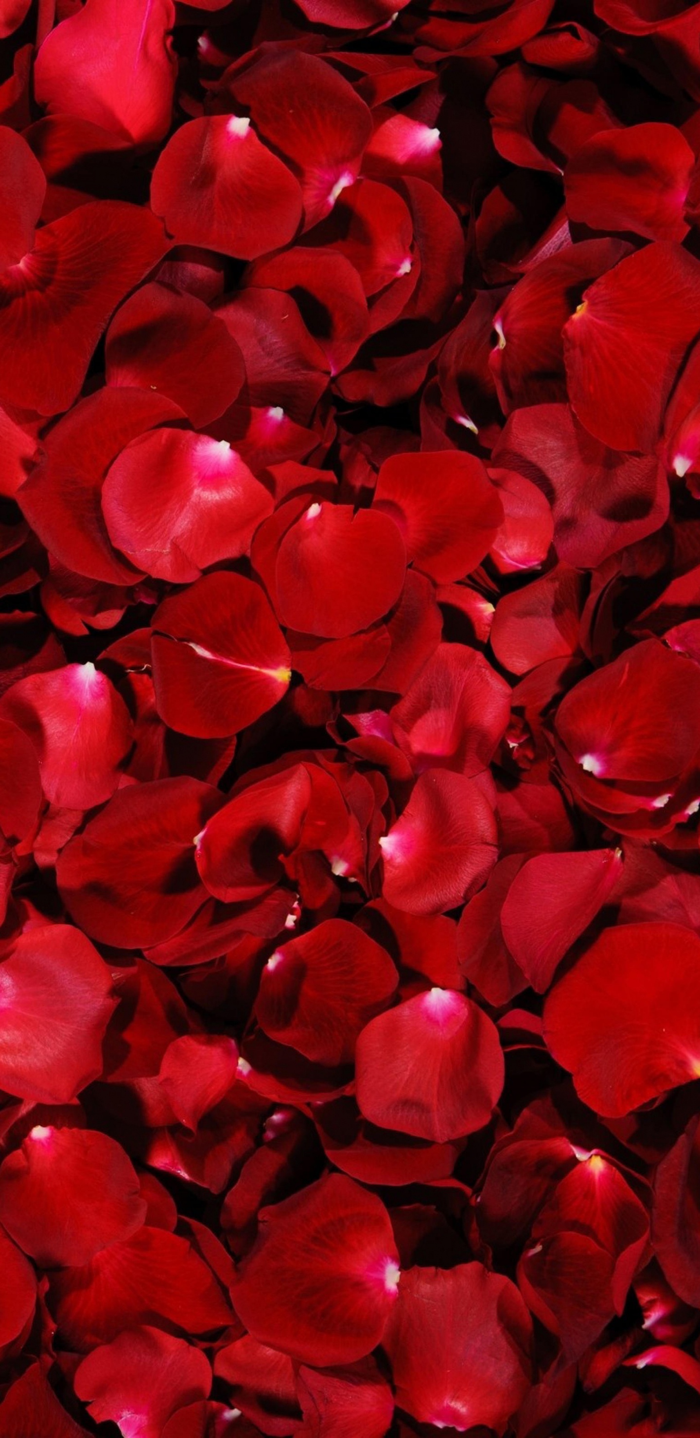 Décors en Forme de Coeur Rouge et Noir. Wallpaper in 1440x2960 Resolution