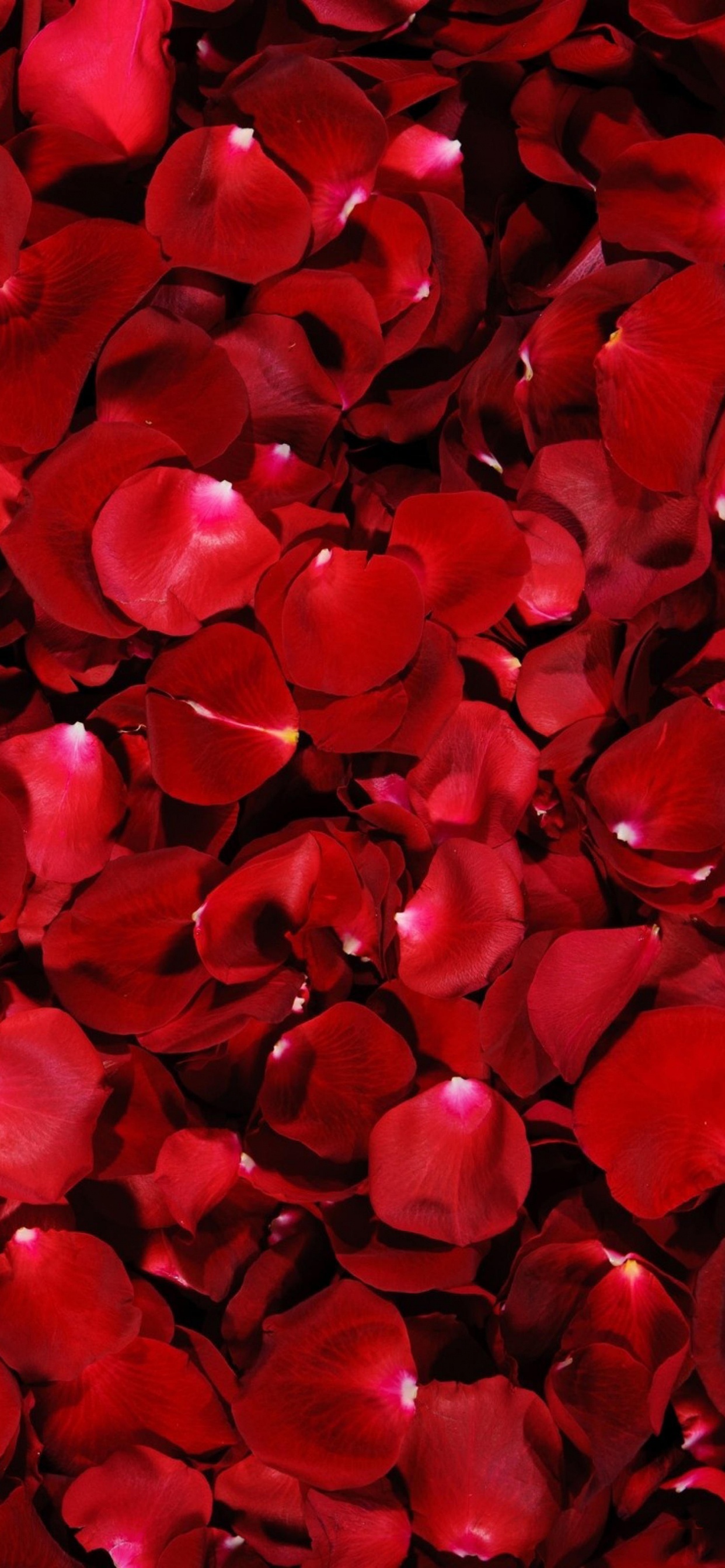 Red and Black Heart Shaped Decors. Wallpaper in 1242x2688 Resolution