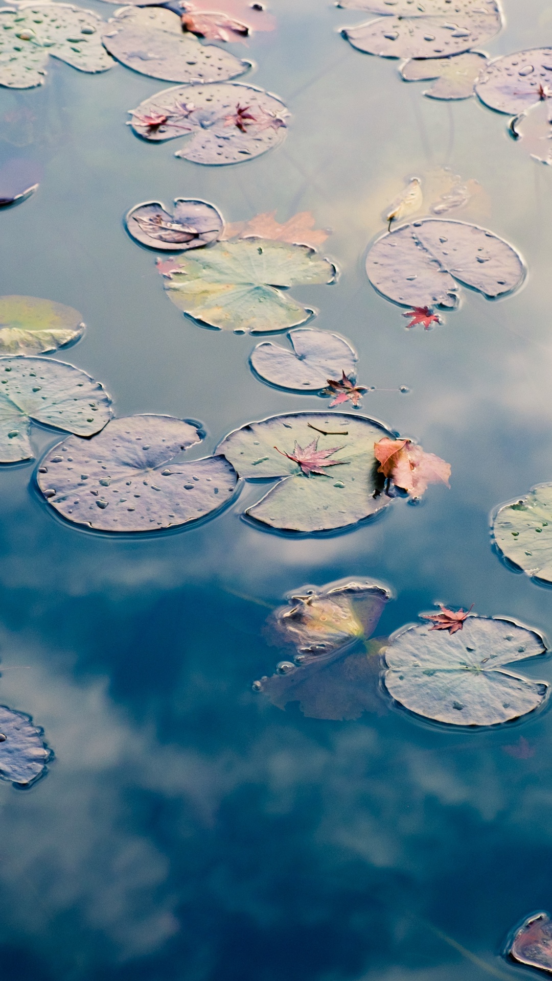 Estero Llano Grande State Park, Rotem Zahnpflege, Zahnmedizin, Wasser, Wasserressourcen. Wallpaper in 1080x1920 Resolution