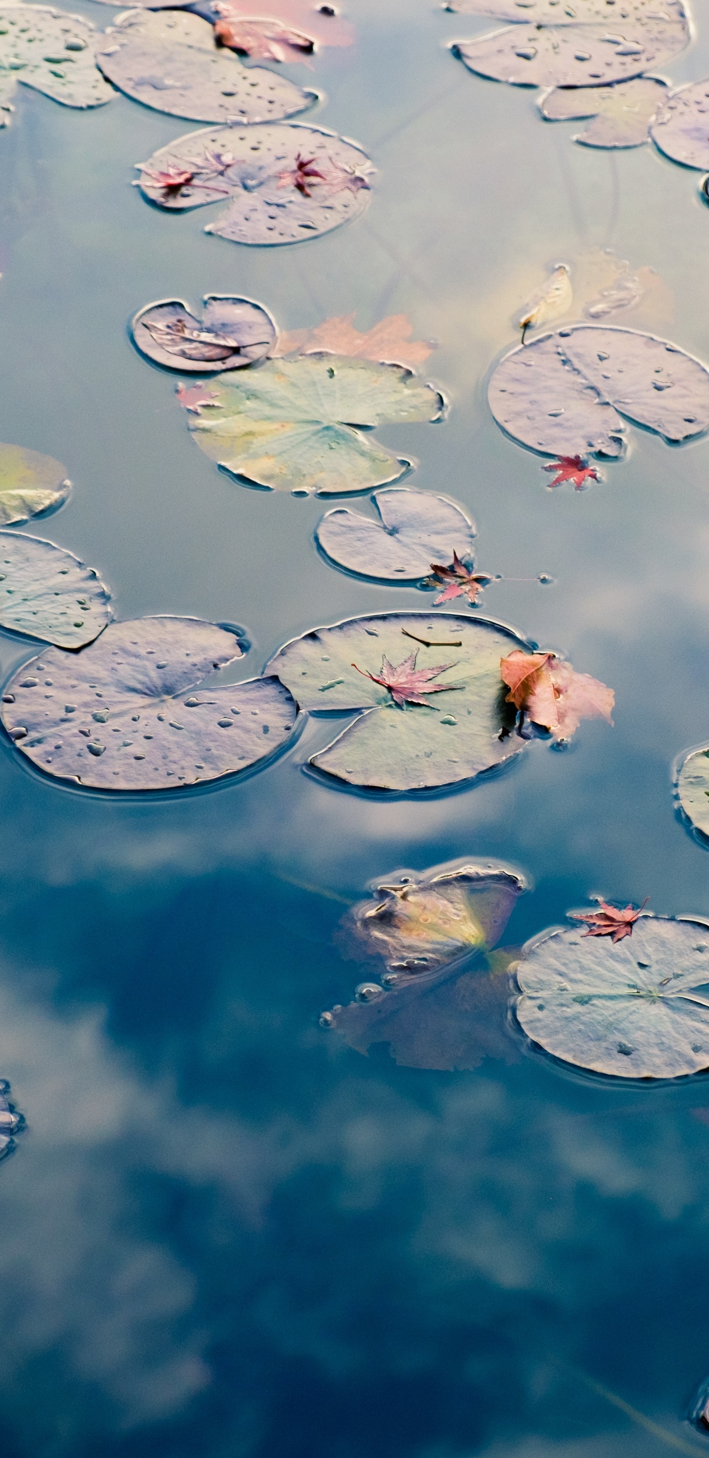 Estero Llano Grande State Park, Rotem Zahnpflege, Zahnmedizin, Wasser, Wasserressourcen. Wallpaper in 1440x2960 Resolution