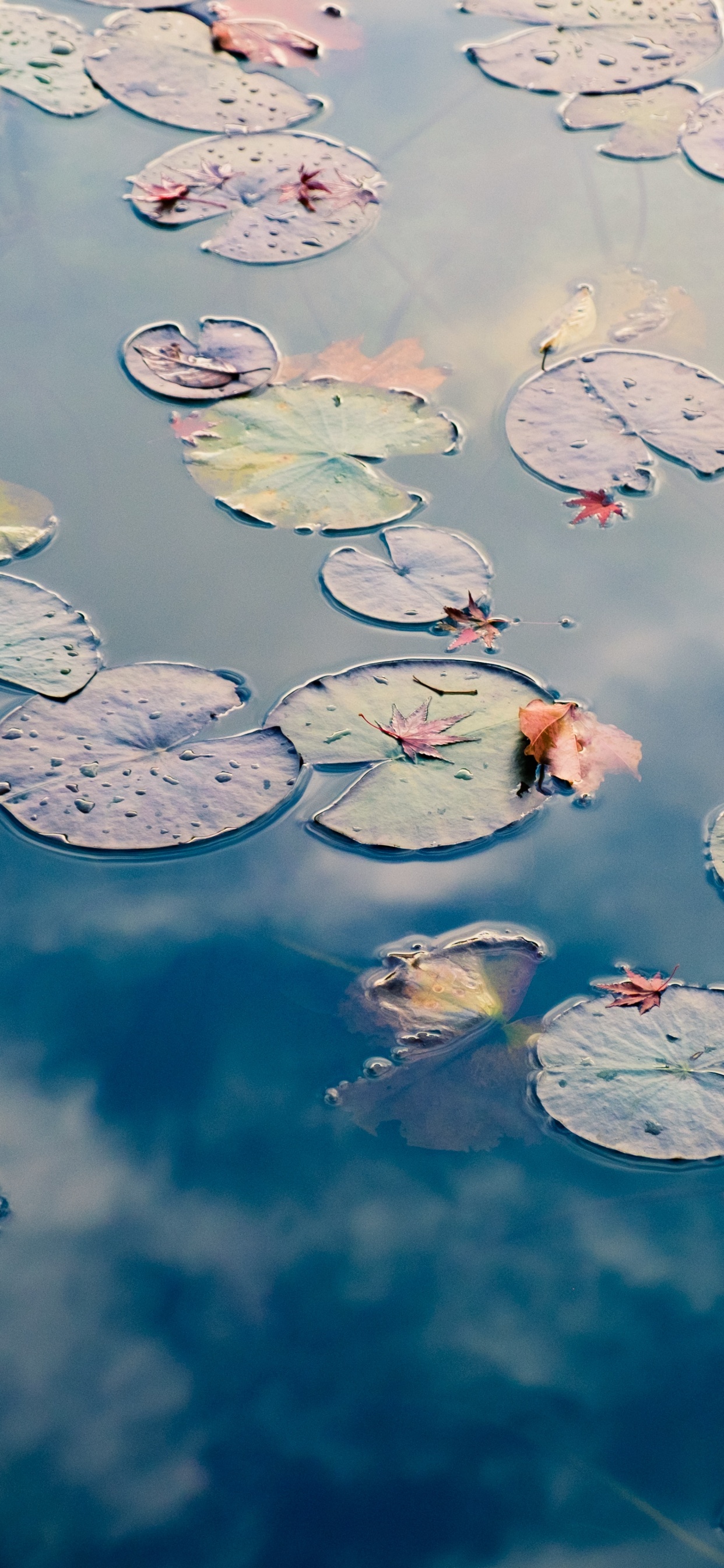 牙科, 水资源, 液体, 白色, 流体 壁纸 1242x2688 允许