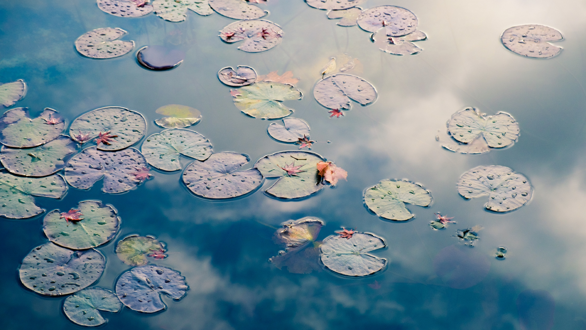 牙科, 水资源, 液体, 白色, 流体 壁纸 1920x1080 允许