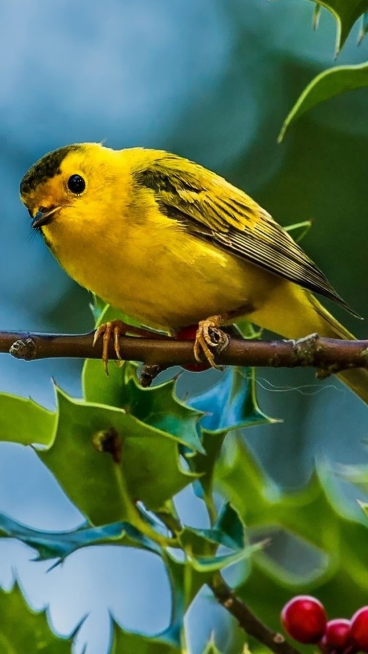Yellow Bird Perched on Tree Branch. Wallpaper in 720x1280 Resolution