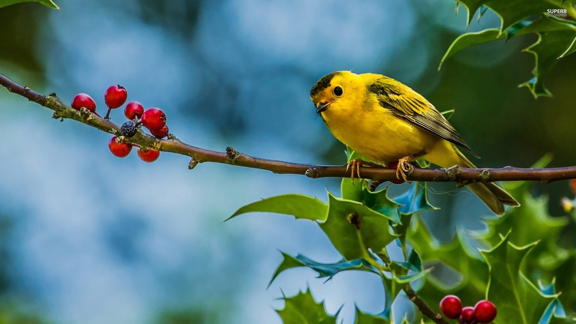 Oiseau Jaune Perché Sur Une Branche D'arbre. Wallpaper in 1920x1080 Resolution