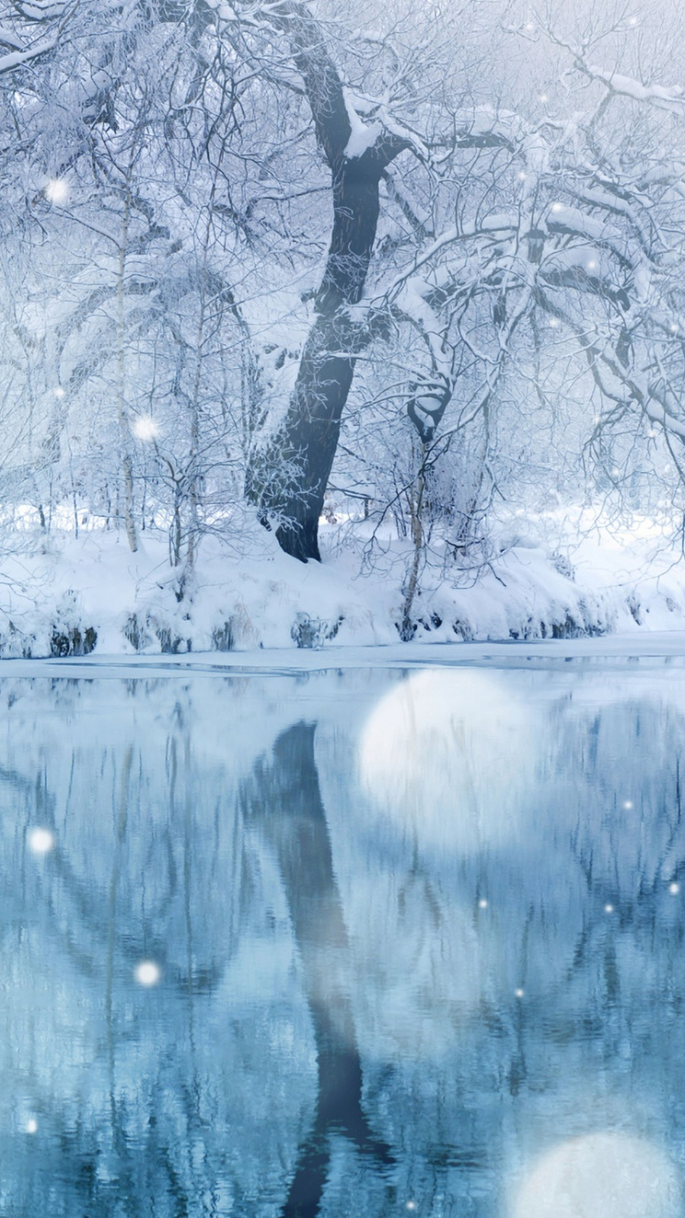Árbol Sin Hojas en Suelo Cubierto de Nieve. Wallpaper in 750x1334 Resolution