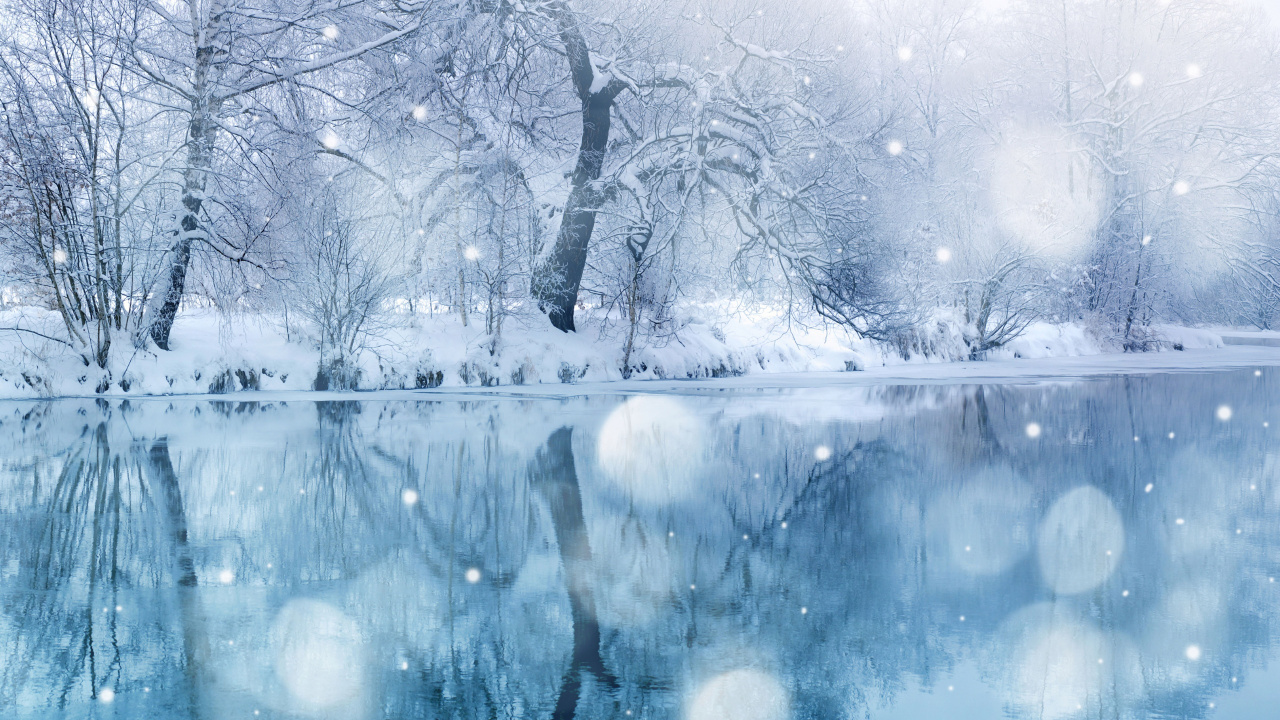 Leafless Tree on Snow Covered Ground. Wallpaper in 1280x720 Resolution