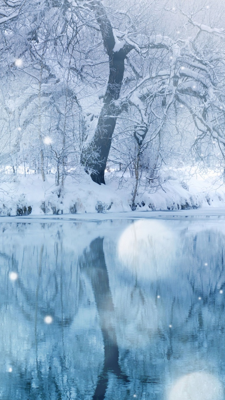 Leafless Tree on Snow Covered Ground. Wallpaper in 720x1280 Resolution