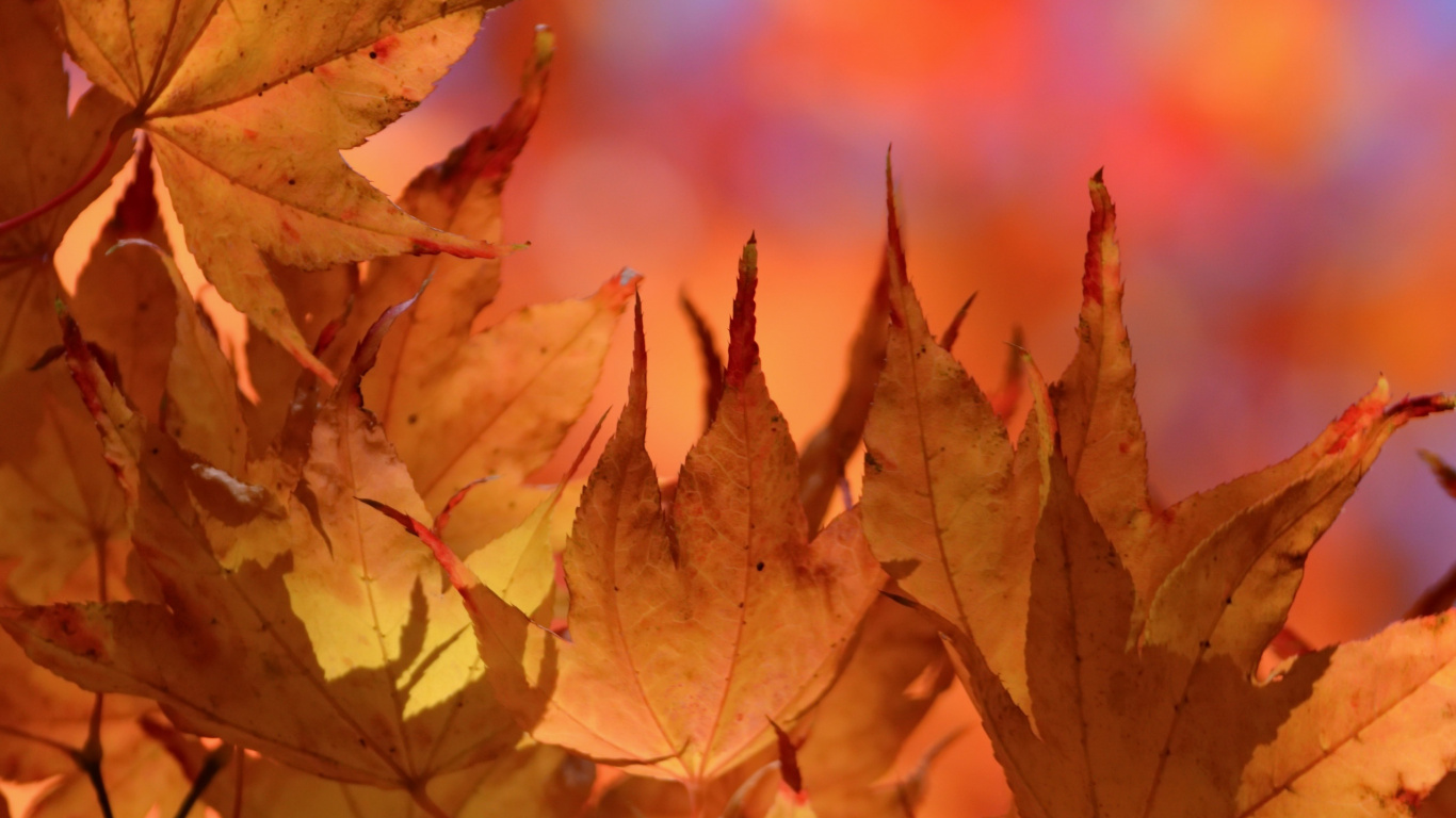 Brown Leaves in Tilt Shift Lens. Wallpaper in 1366x768 Resolution