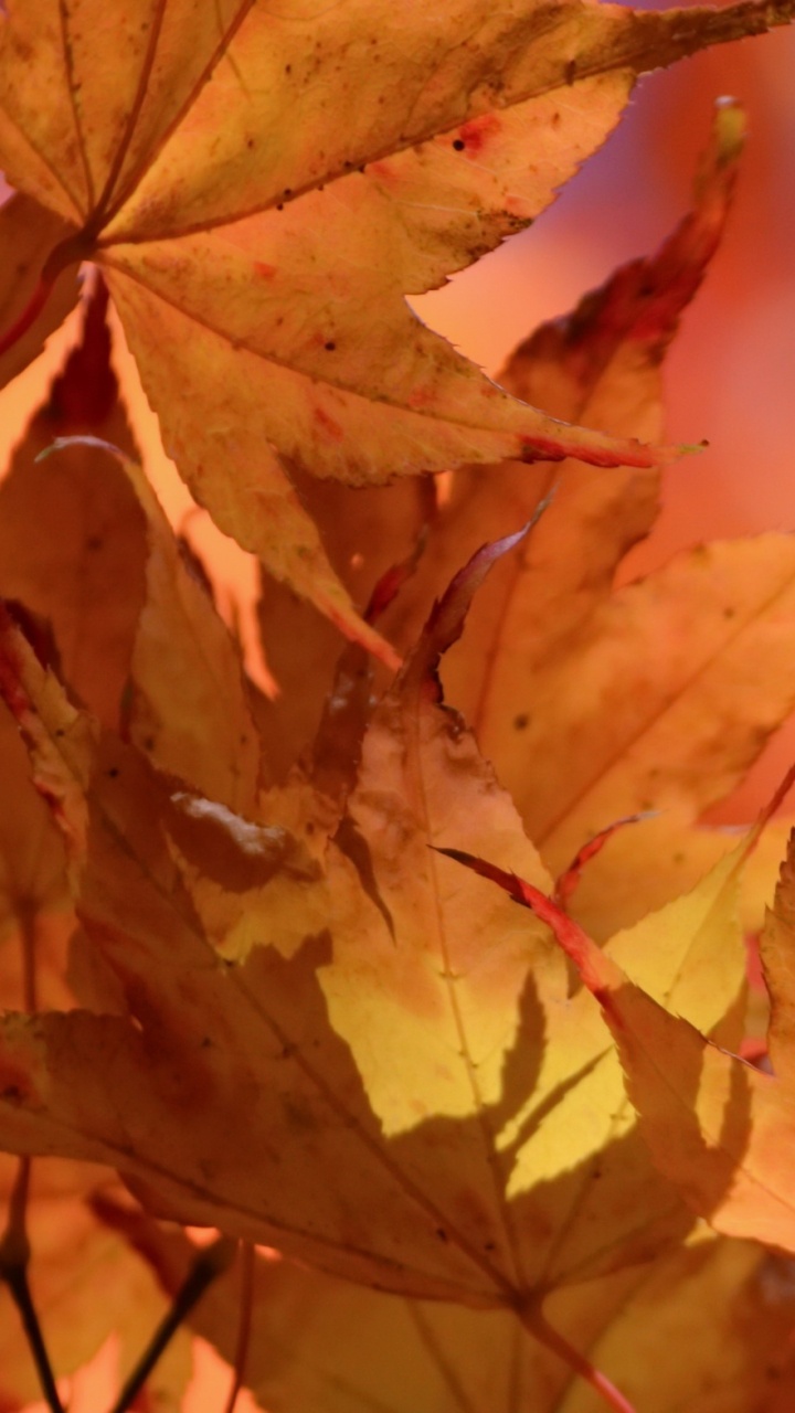 Brown Leaves in Tilt Shift Lens. Wallpaper in 720x1280 Resolution