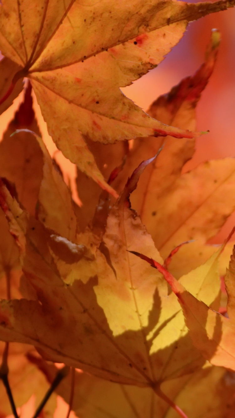 Brown Leaves in Tilt Shift Lens. Wallpaper in 750x1334 Resolution