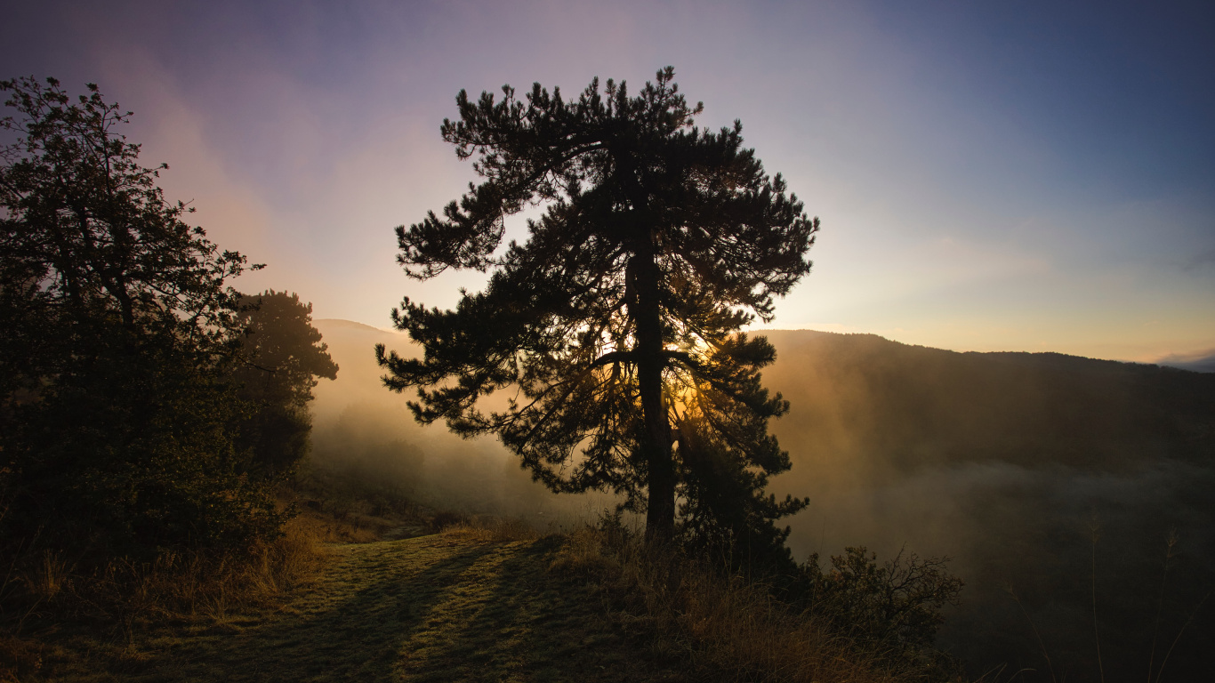 Natur, Naturlandschaft, Baum, Morgen, Sonnenaufgang. Wallpaper in 1366x768 Resolution