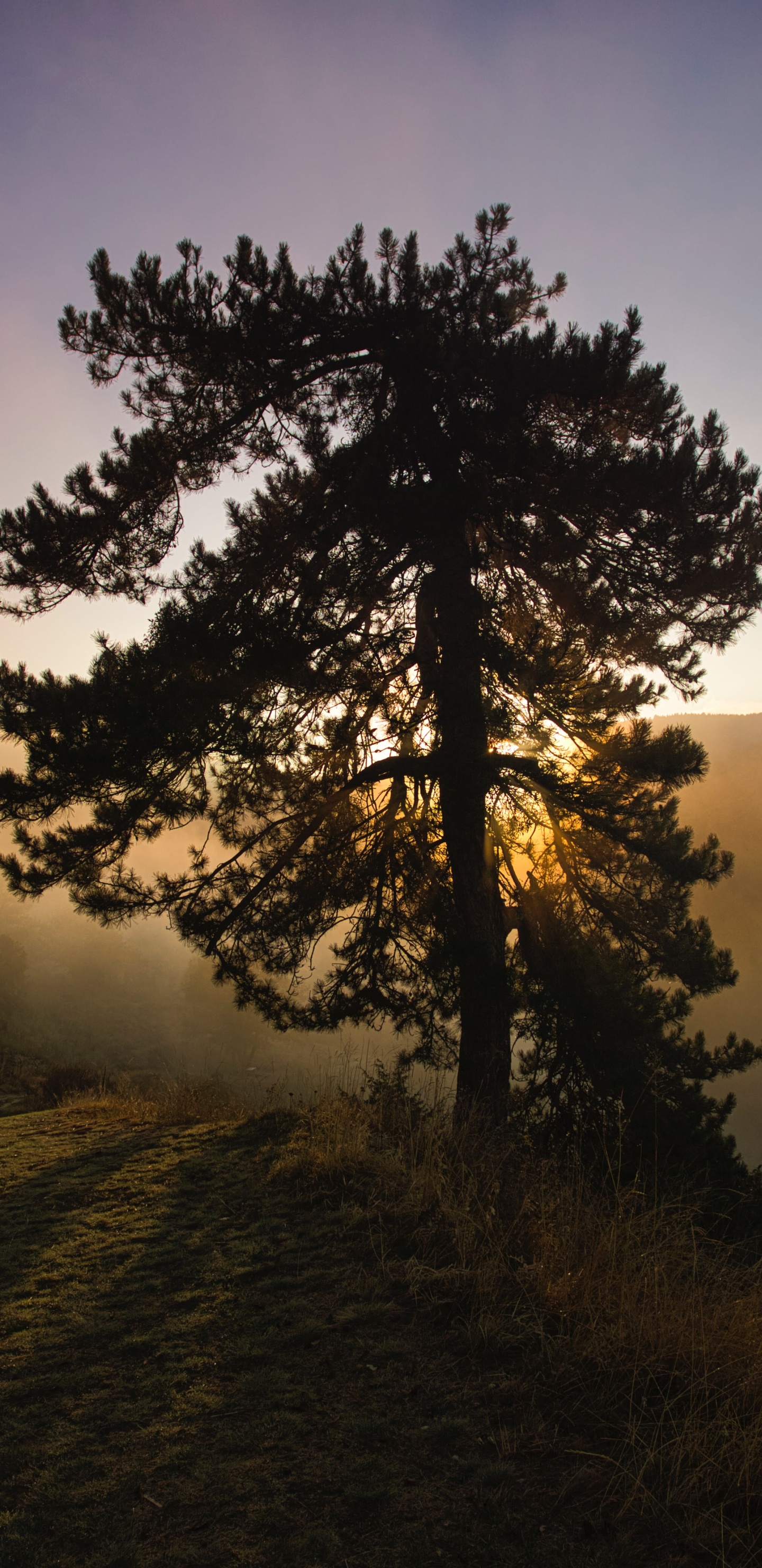 Natur, Naturlandschaft, Baum, Morgen, Sonnenaufgang. Wallpaper in 1440x2960 Resolution