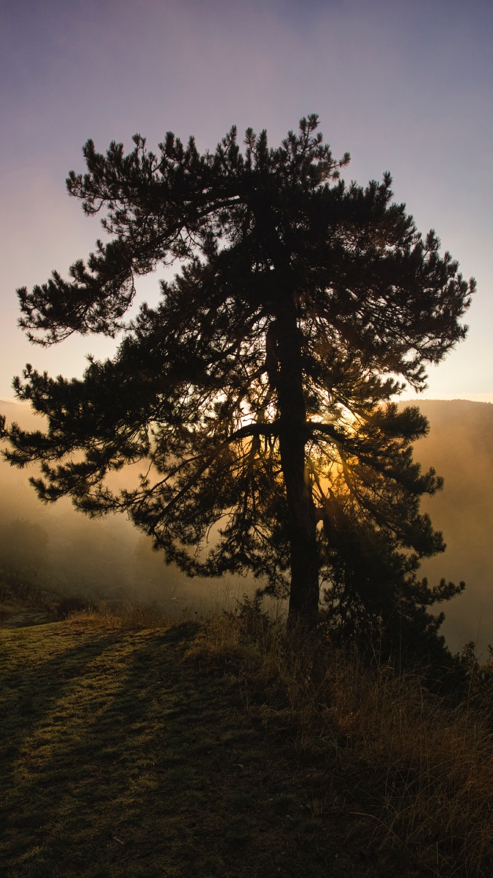 Natur, Naturlandschaft, Baum, Morgen, Sonnenaufgang. Wallpaper in 720x1280 Resolution