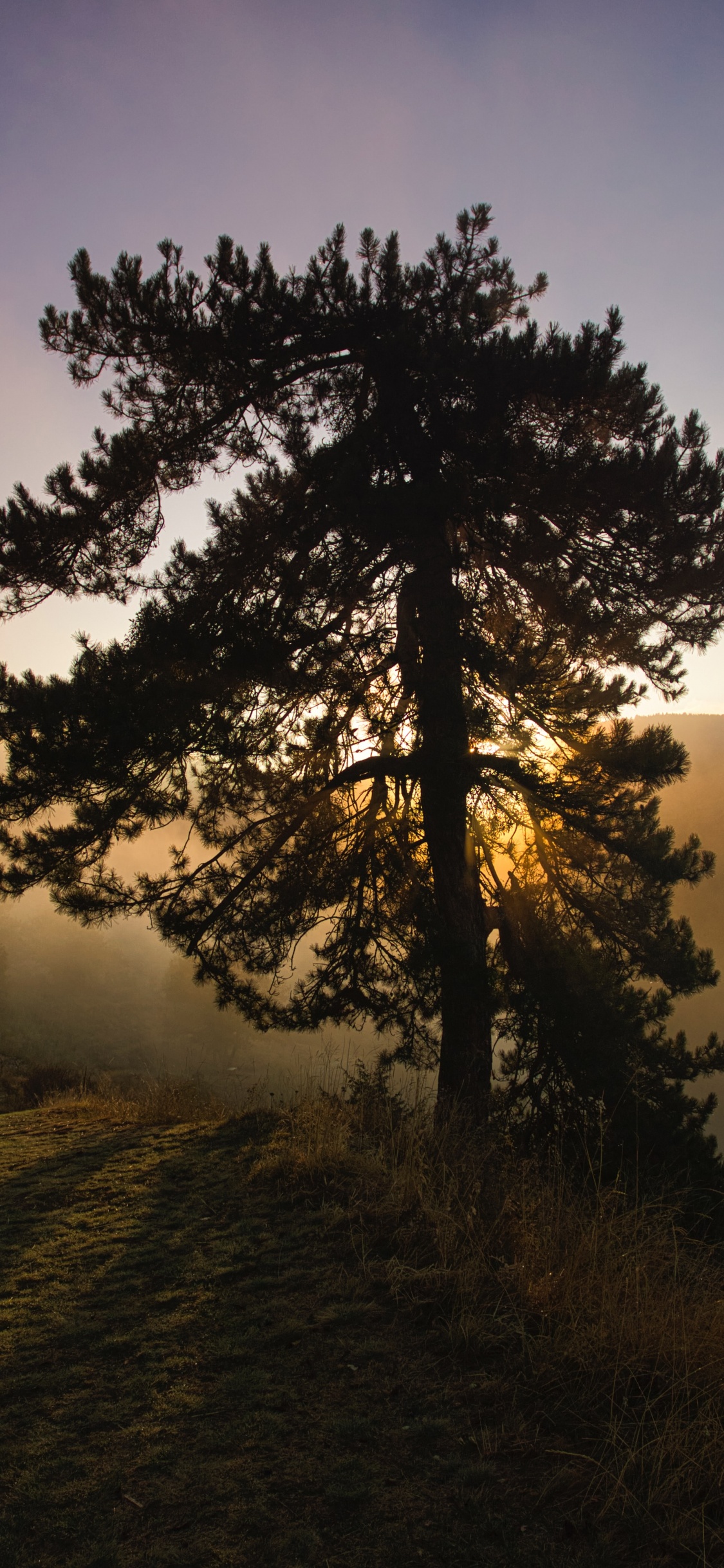 Nature, Natural Landscape, Tree, Morning, Sunrise. Wallpaper in 1125x2436 Resolution