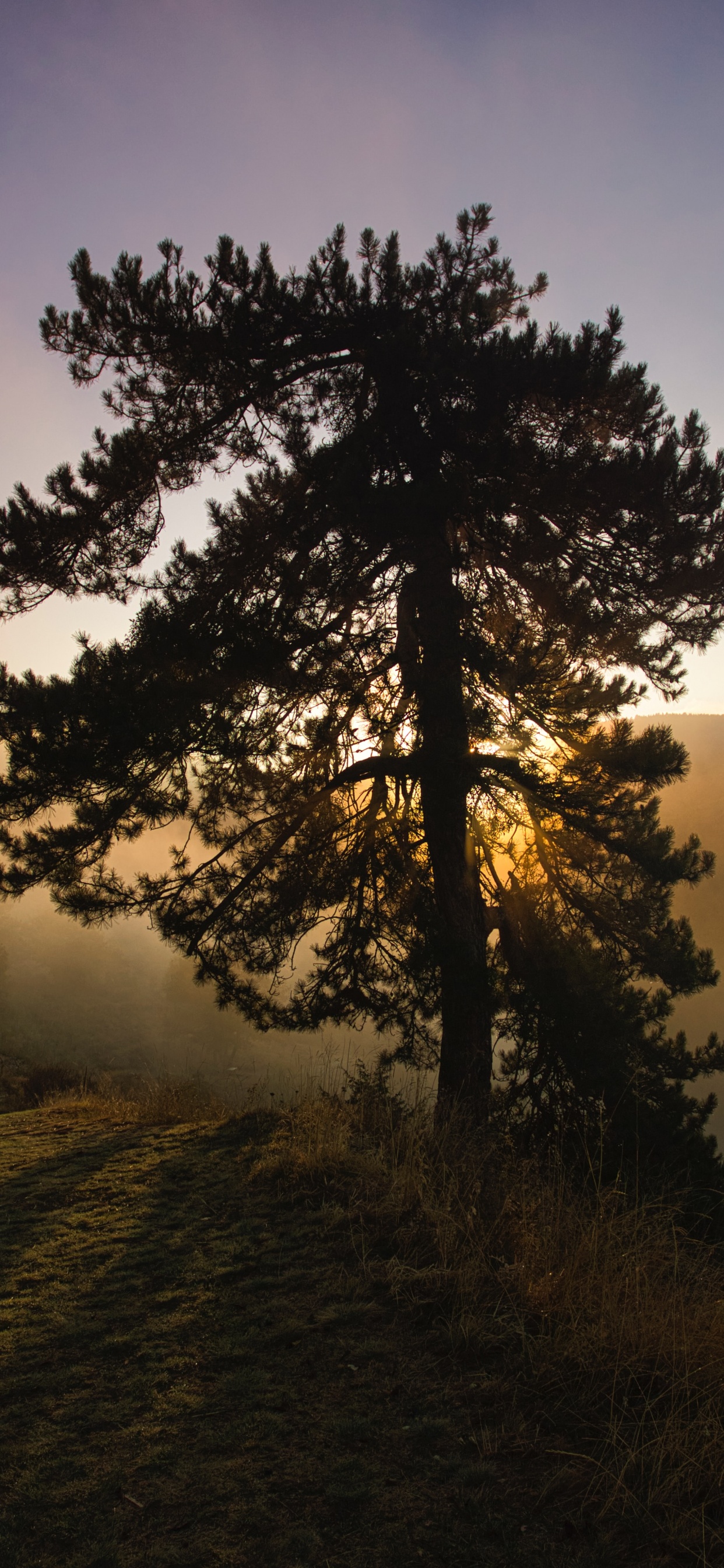 Nature, Natural Landscape, Tree, Morning, Sunrise. Wallpaper in 1242x2688 Resolution