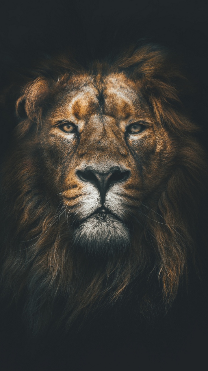 Lion, Poster, Illustration, Eye, Felidae. Wallpaper in 720x1280 Resolution