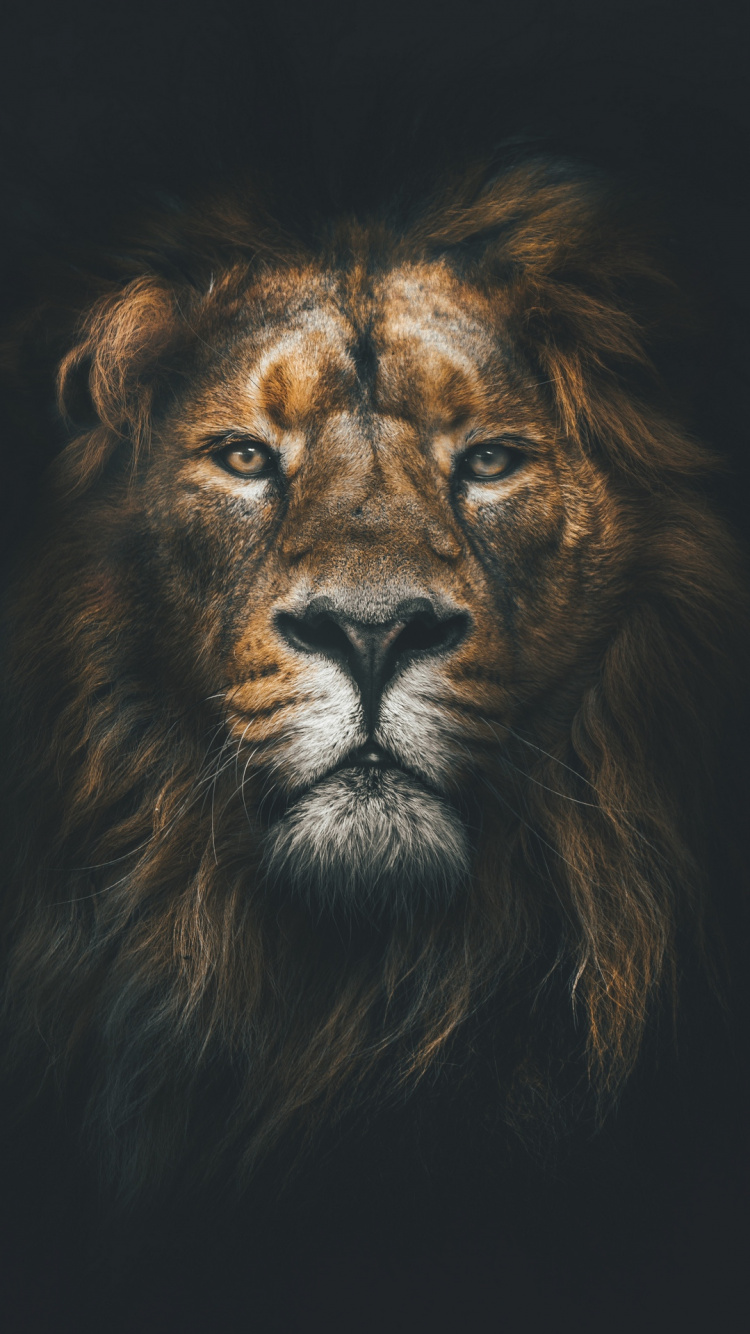 Lion, Poster, Illustration, Eye, Felidae. Wallpaper in 750x1334 Resolution