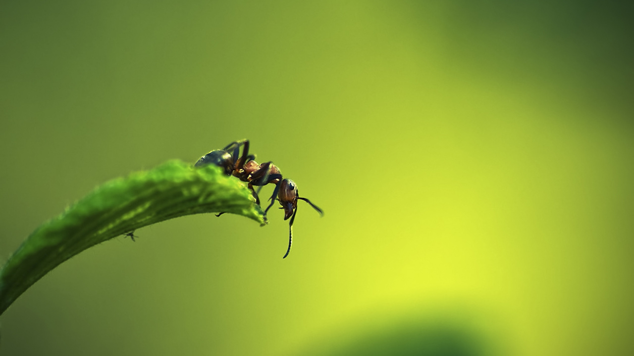 Fourmi Noire Sur Feuille Verte. Wallpaper in 1280x720 Resolution