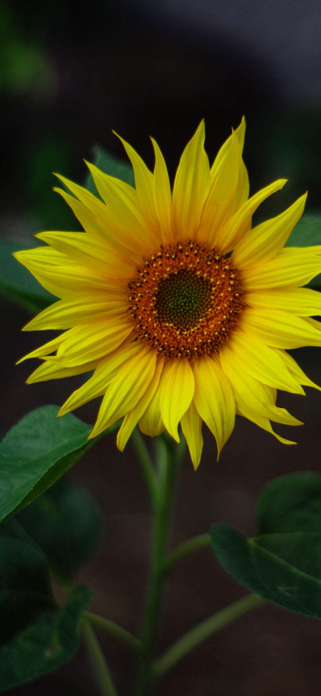 Common Sunflower, Yellow, Flower, Plant, Petal. Wallpaper in 1125x2436 Resolution