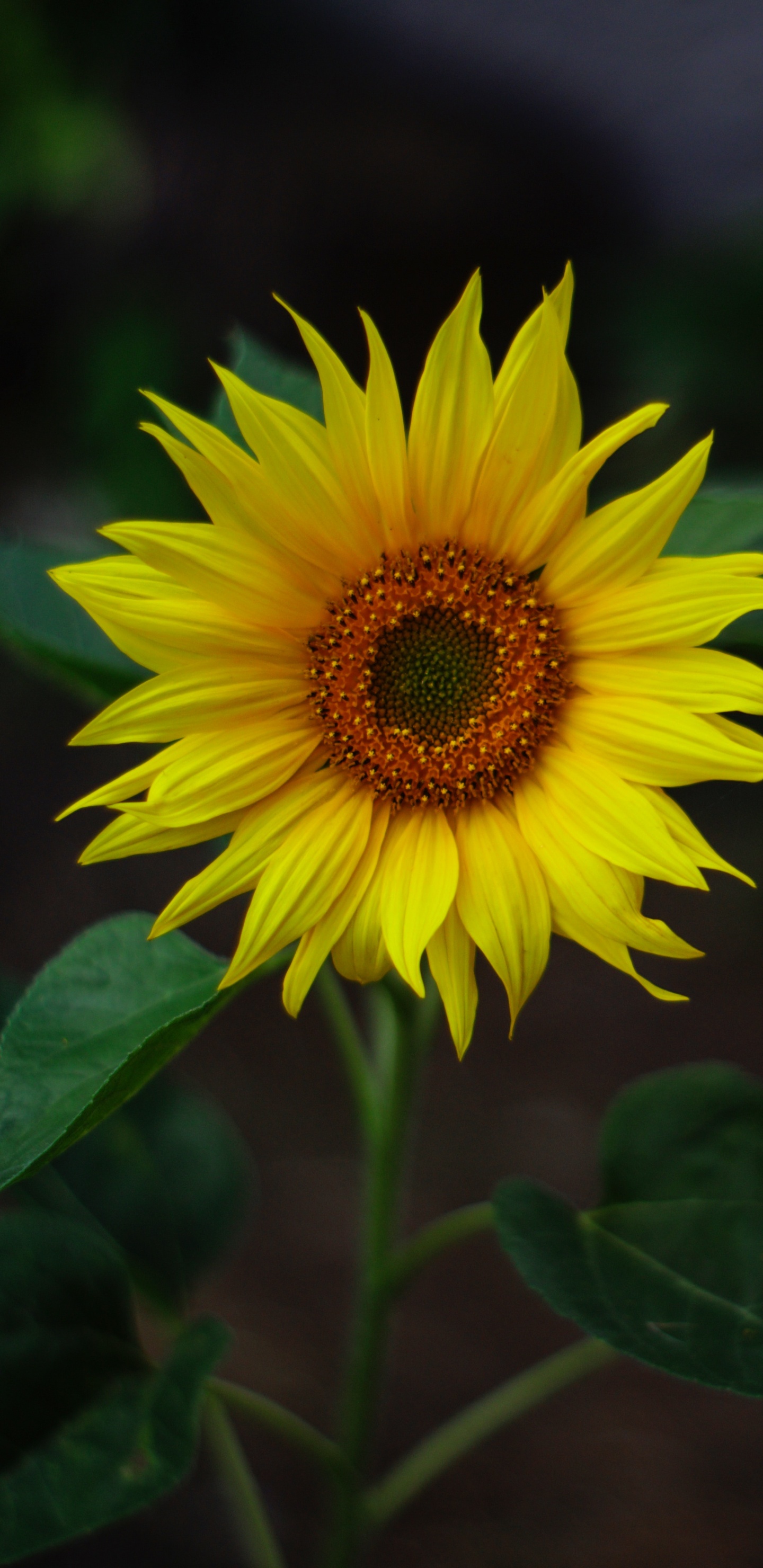 Common Sunflower, Yellow, Flower, Plant, Petal. Wallpaper in 1440x2960 Resolution