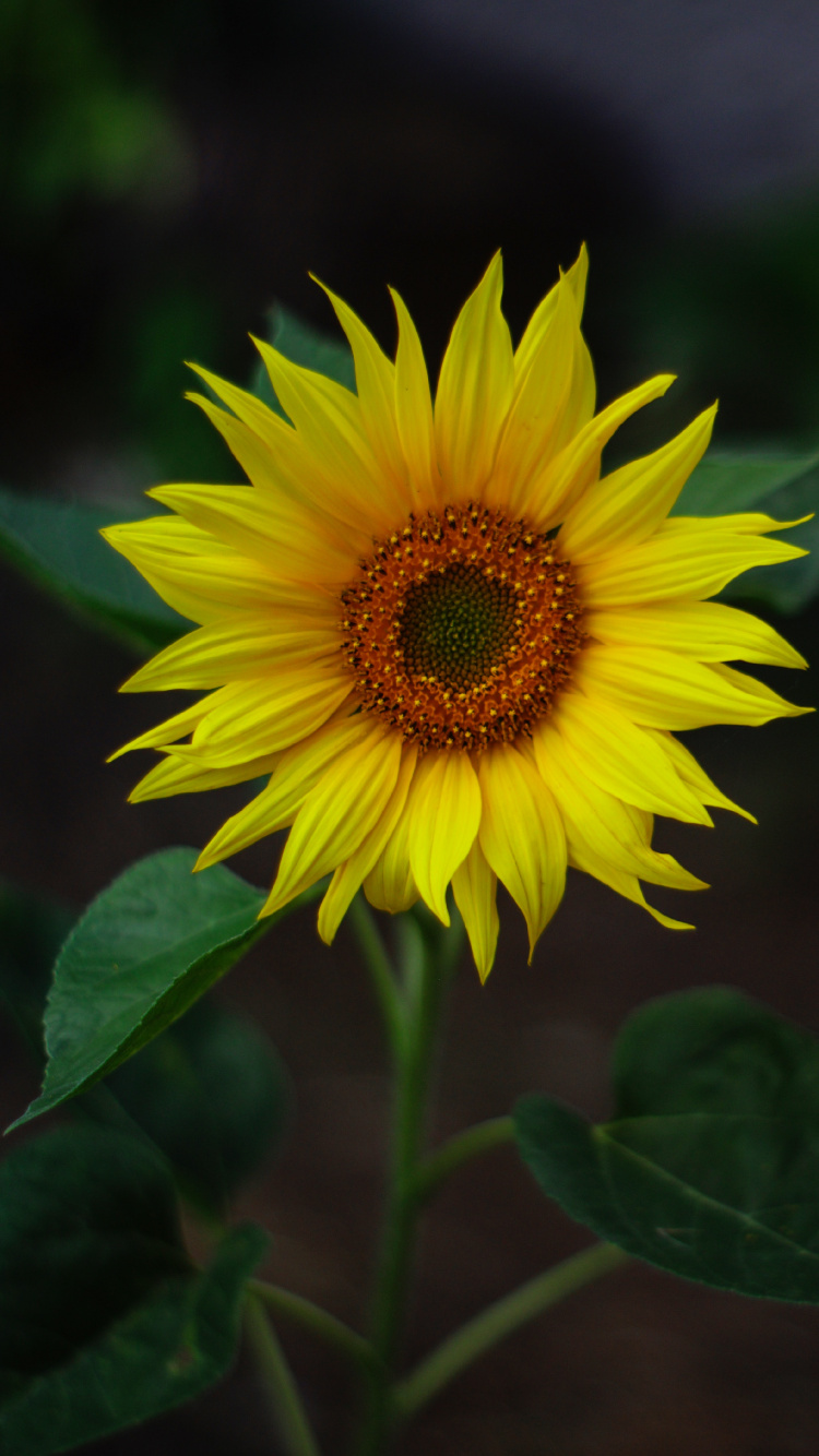Common Sunflower, Yellow, Flower, Plant, Petal. Wallpaper in 750x1334 Resolution