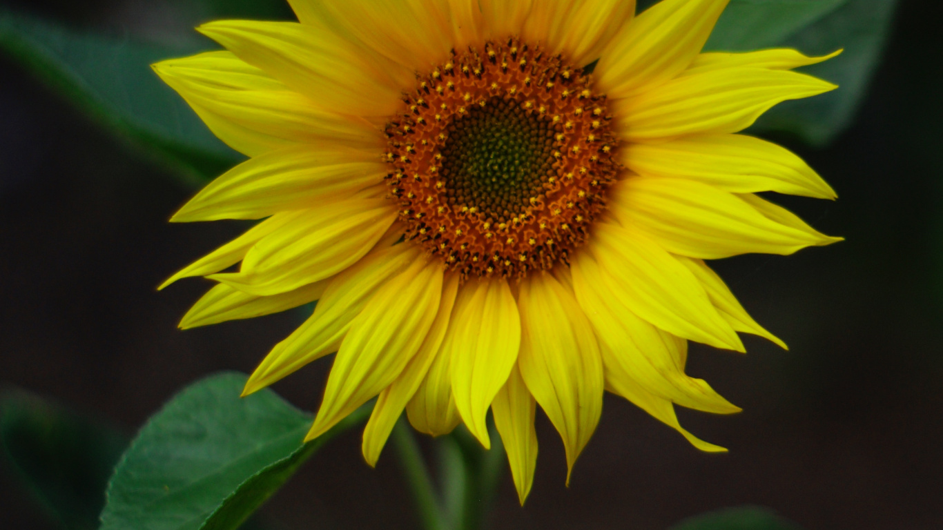 Gemeinsame Sonnenblume, Gelb, Blütenblatt, Kochen, Sonnenblume. Wallpaper in 1366x768 Resolution