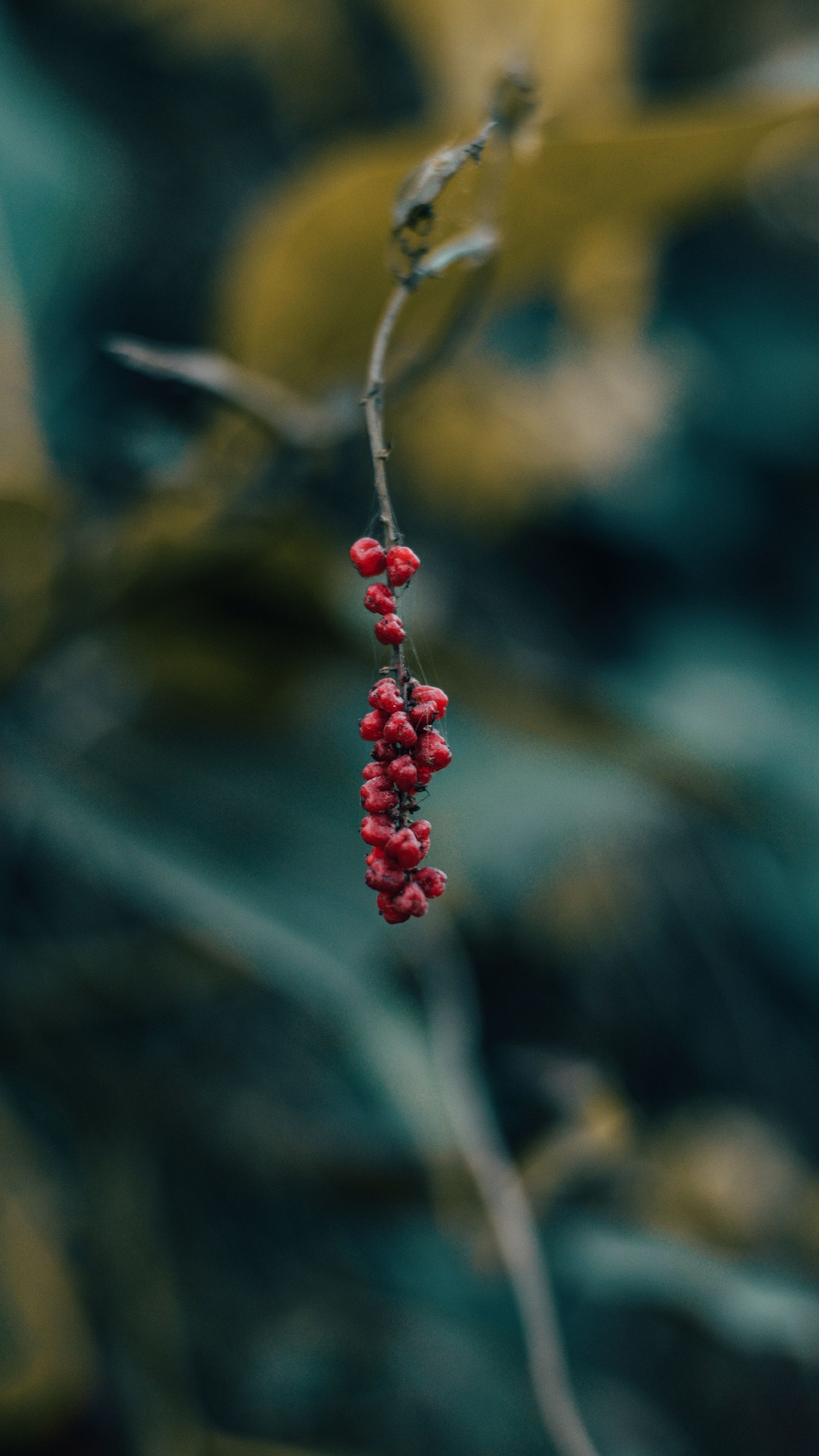 Berry, Red, Green, Leaf, Plant. Wallpaper in 1080x1920 Resolution