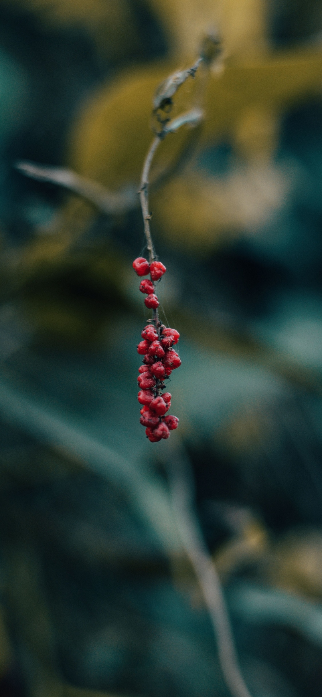 Berry, Red, Green, Leaf, Plant. Wallpaper in 1125x2436 Resolution
