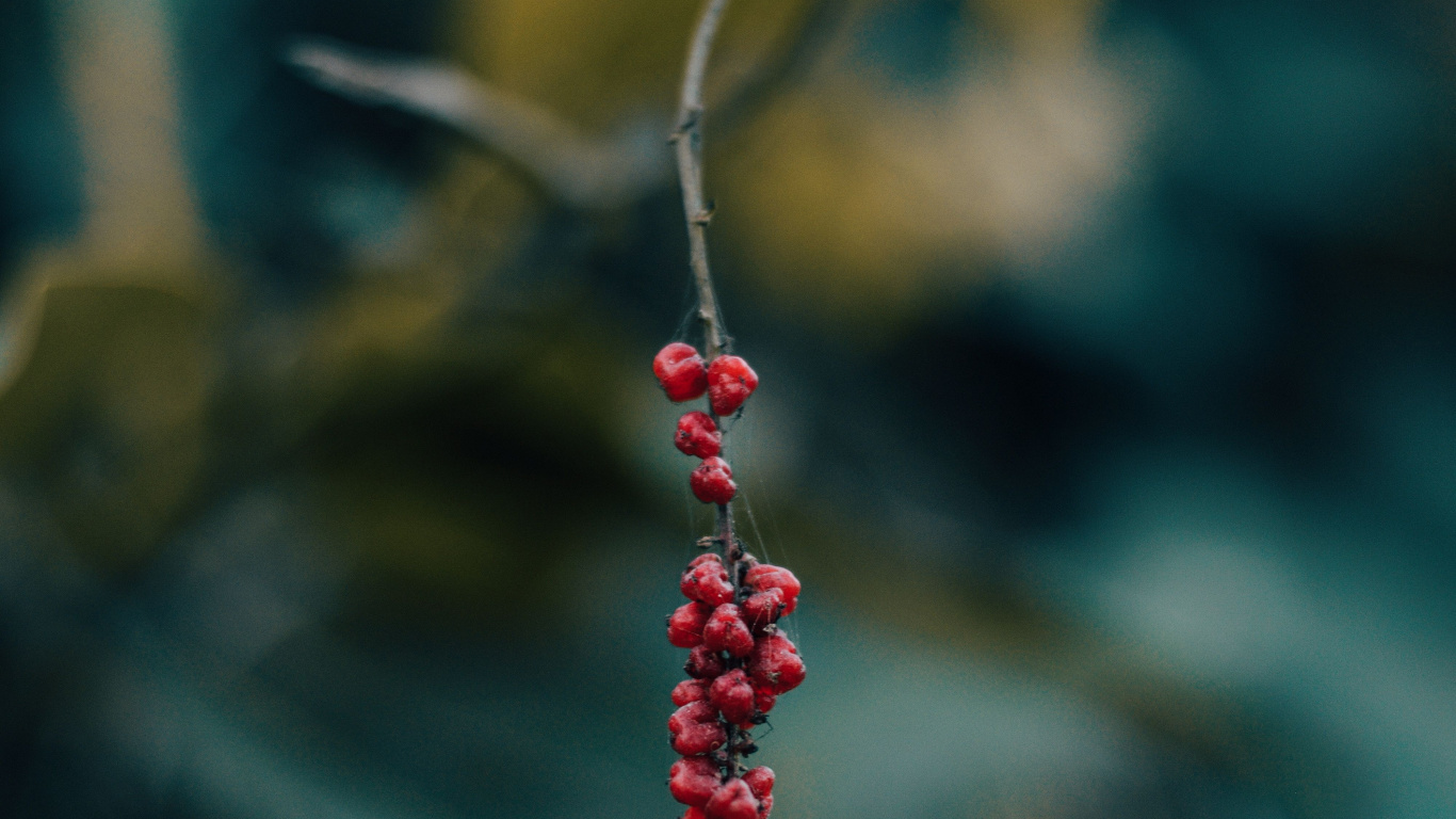 Berry, Red, Green, Leaf, Plant. Wallpaper in 1366x768 Resolution