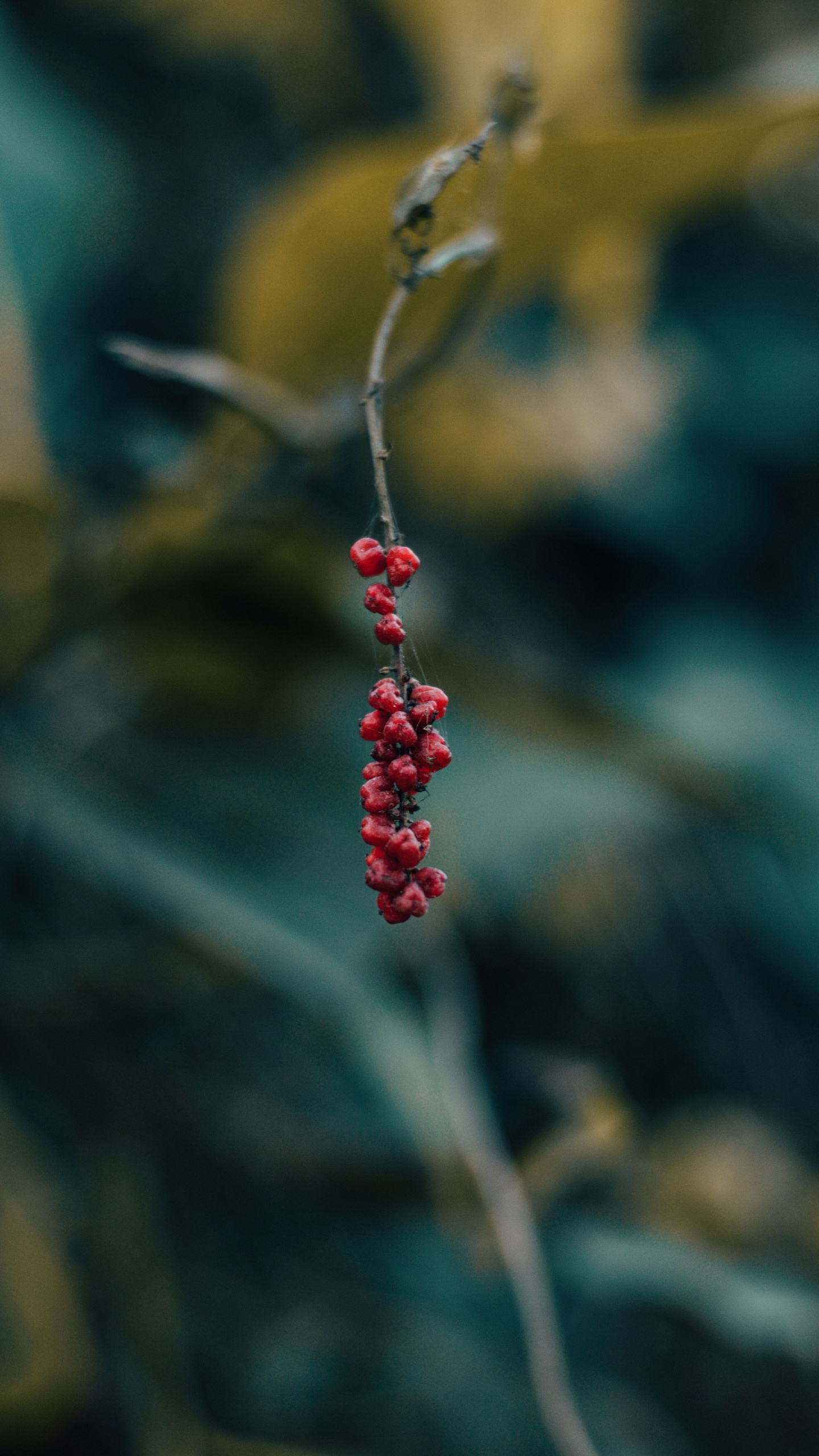 Berry, Red, Green, Leaf, Plant. Wallpaper in 1440x2560 Resolution