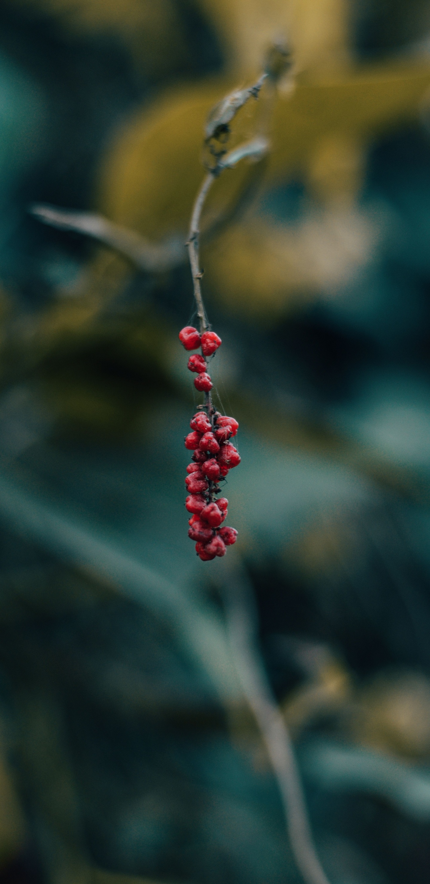 Berry, Red, Green, Leaf, Plant. Wallpaper in 1440x2960 Resolution