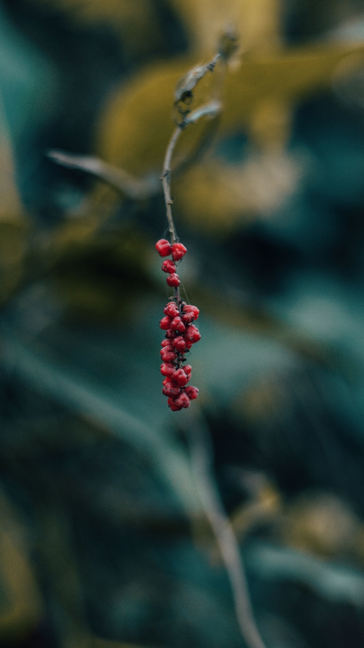 Berry, Red, Green, Leaf, Plant. Wallpaper in 720x1280 Resolution