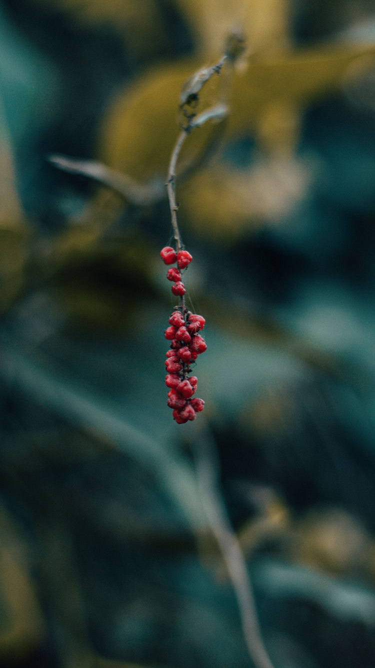 Berry, Red, Green, Leaf, Plant. Wallpaper in 750x1334 Resolution
