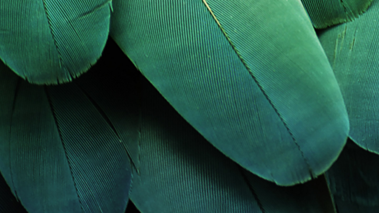 ZTE, ZTE MiFavor, Green, Blue, Bleu Vert. Wallpaper in 1280x720 Resolution