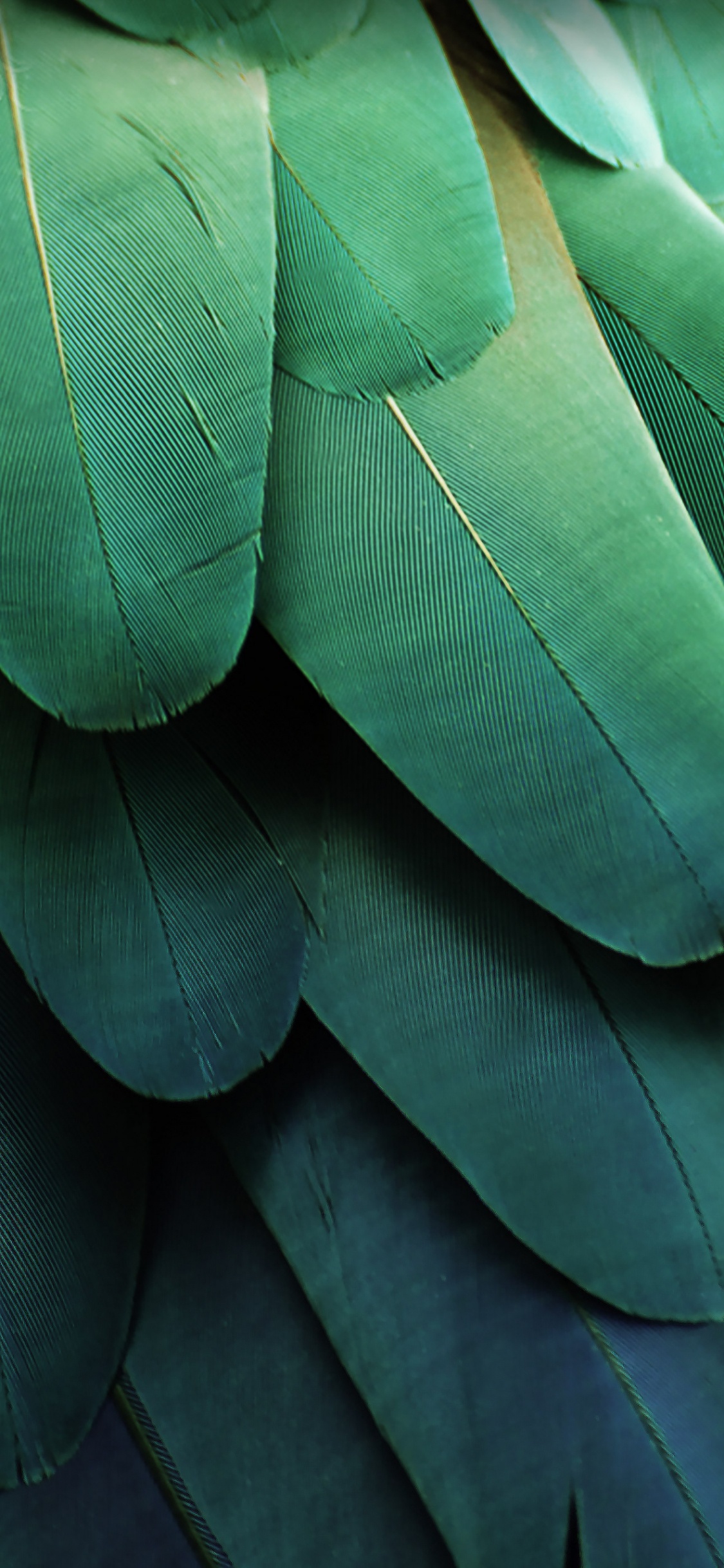 ZTE, ZTE MiFavor, Verde, Azul, Azul Verde. Wallpaper in 1125x2436 Resolution