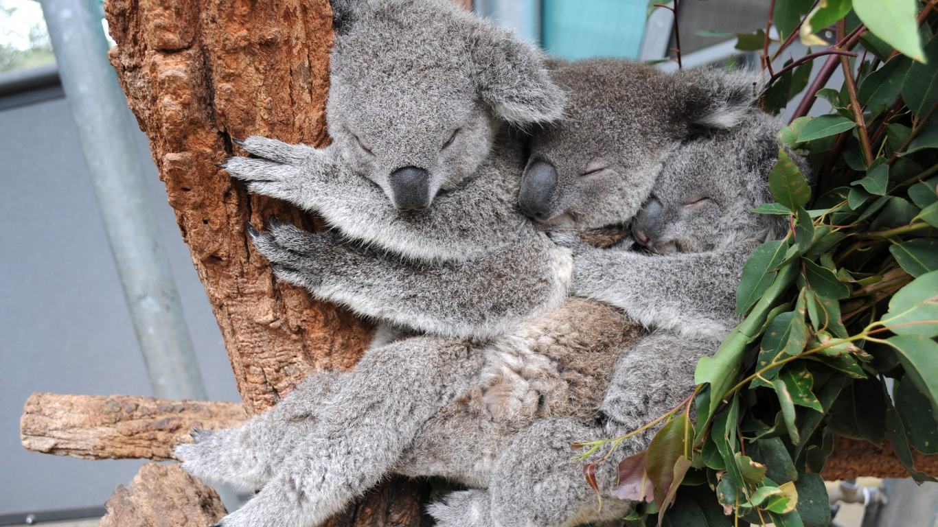 Ours Koala Sur Une Branche D'arbre Brun. Wallpaper in 1366x768 Resolution