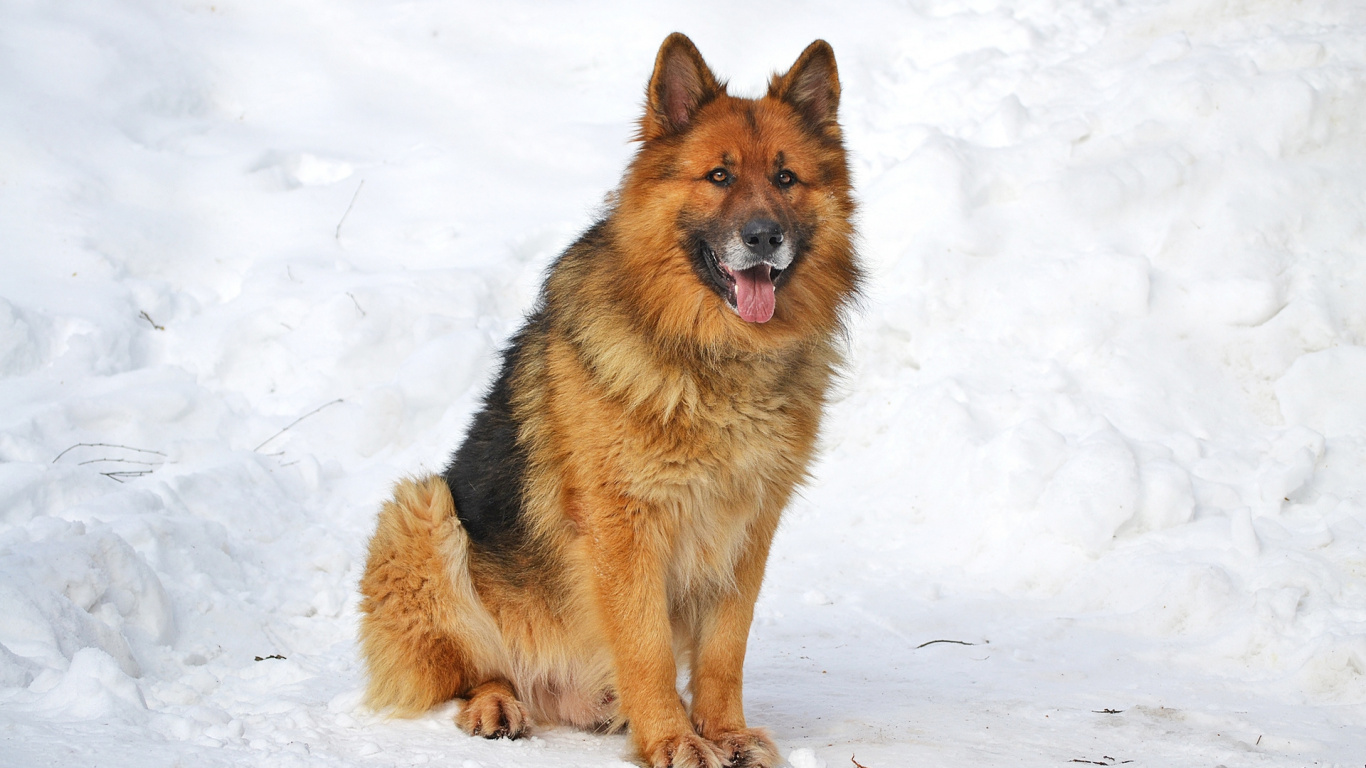 Brown and Black German Shepherd on Snow Covered Ground. Wallpaper in 1366x768 Resolution