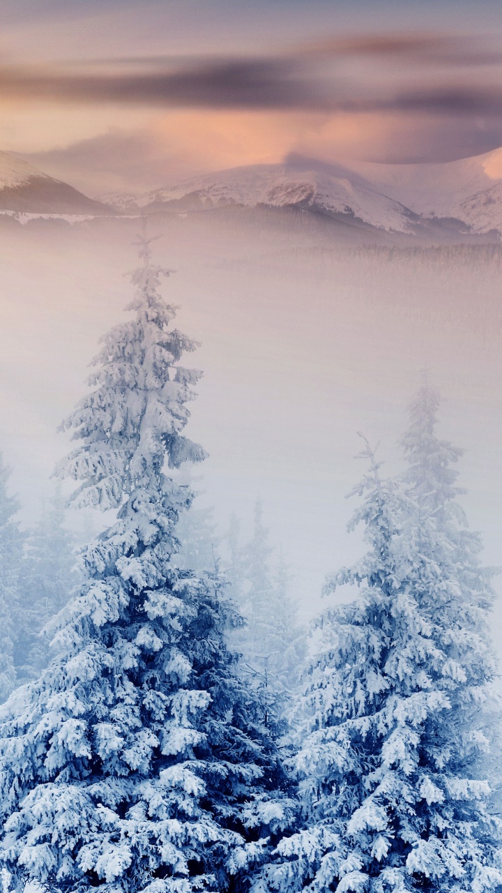Winter, Natur, Schnee, Baum, Blau. Wallpaper in 720x1280 Resolution