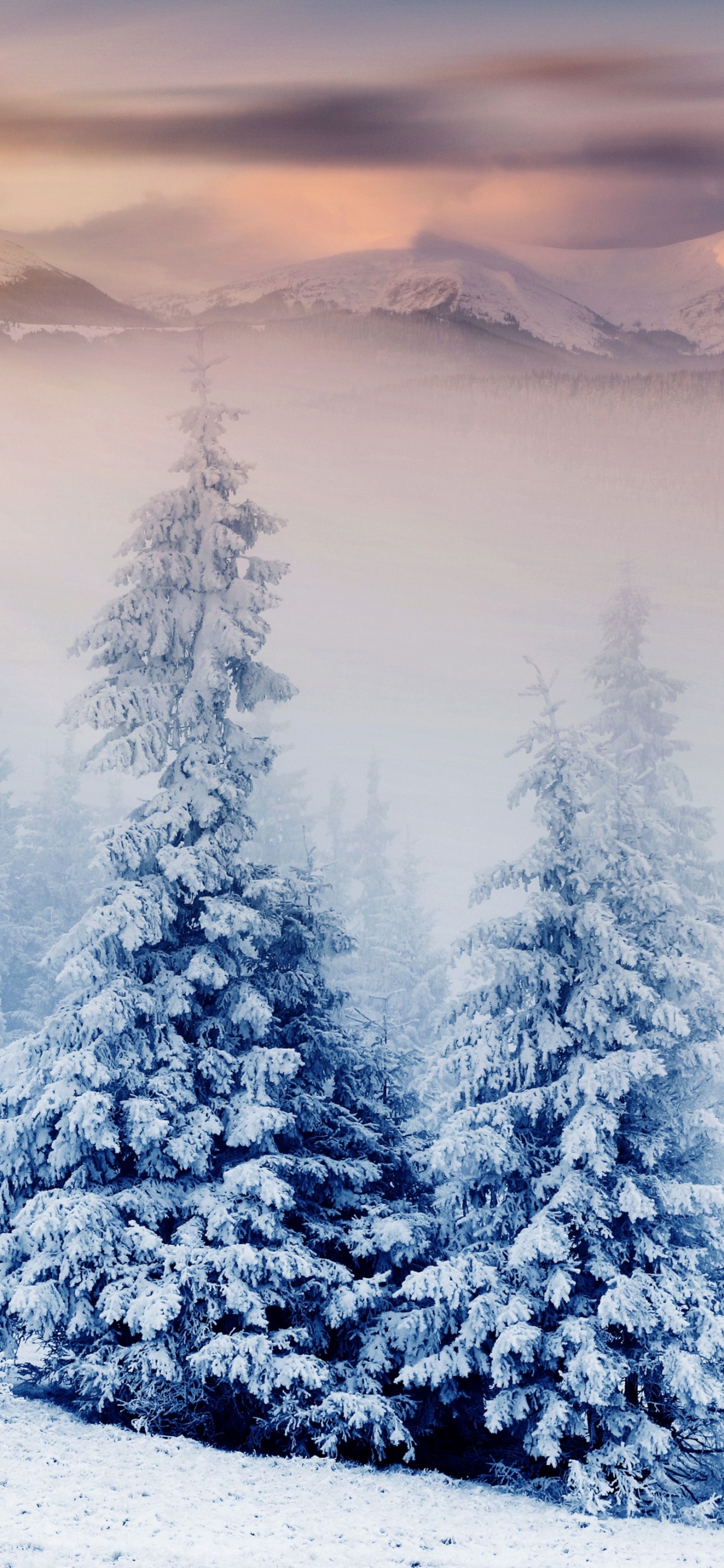 Winter, Nature, Snow, Tree, Blue. Wallpaper in 1242x2688 Resolution
