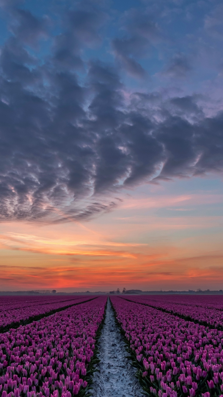 Tulip, Flower, Cloud, Plant, Ecoregion. Wallpaper in 750x1334 Resolution