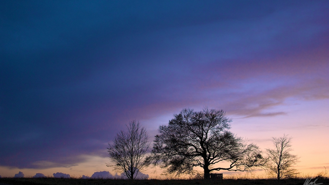 Kahlen Baum Auf Der Grünen Wiese Während Der Dämmerung. Wallpaper in 1280x720 Resolution