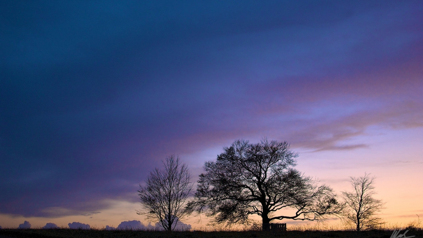 Kahlen Baum Auf Der Grünen Wiese Während Der Dämmerung. Wallpaper in 1366x768 Resolution