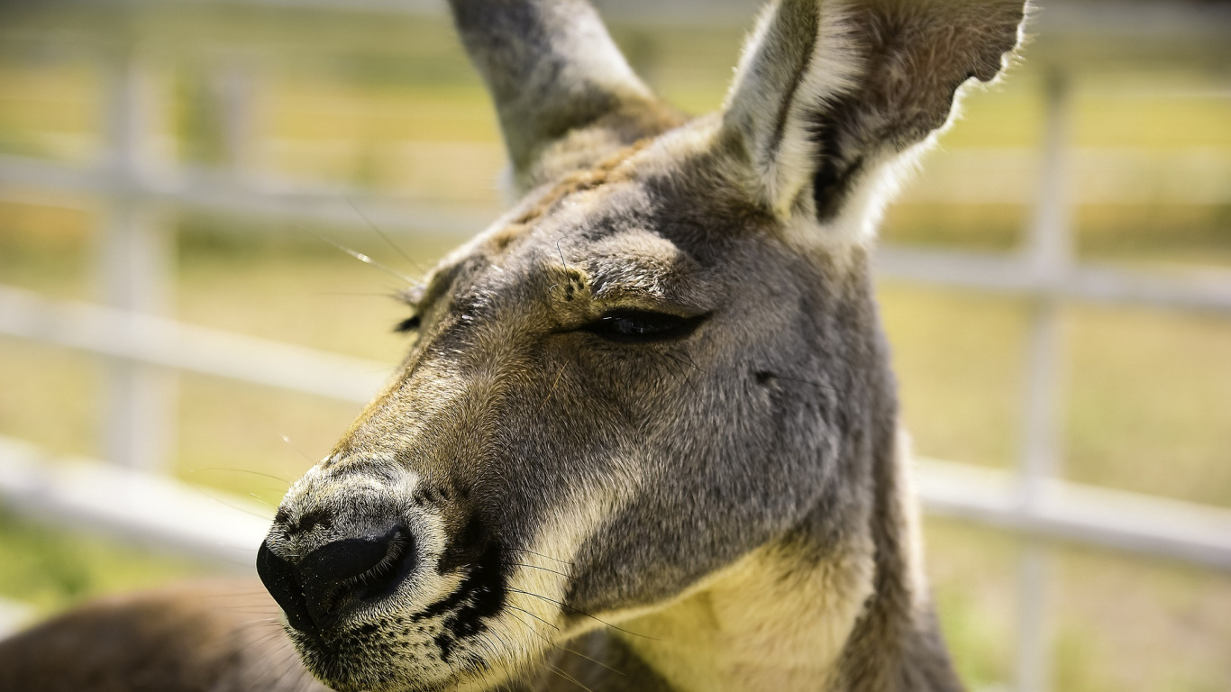 Brown Deer in Close up Photography During Daytime. Wallpaper in 1366x768 Resolution