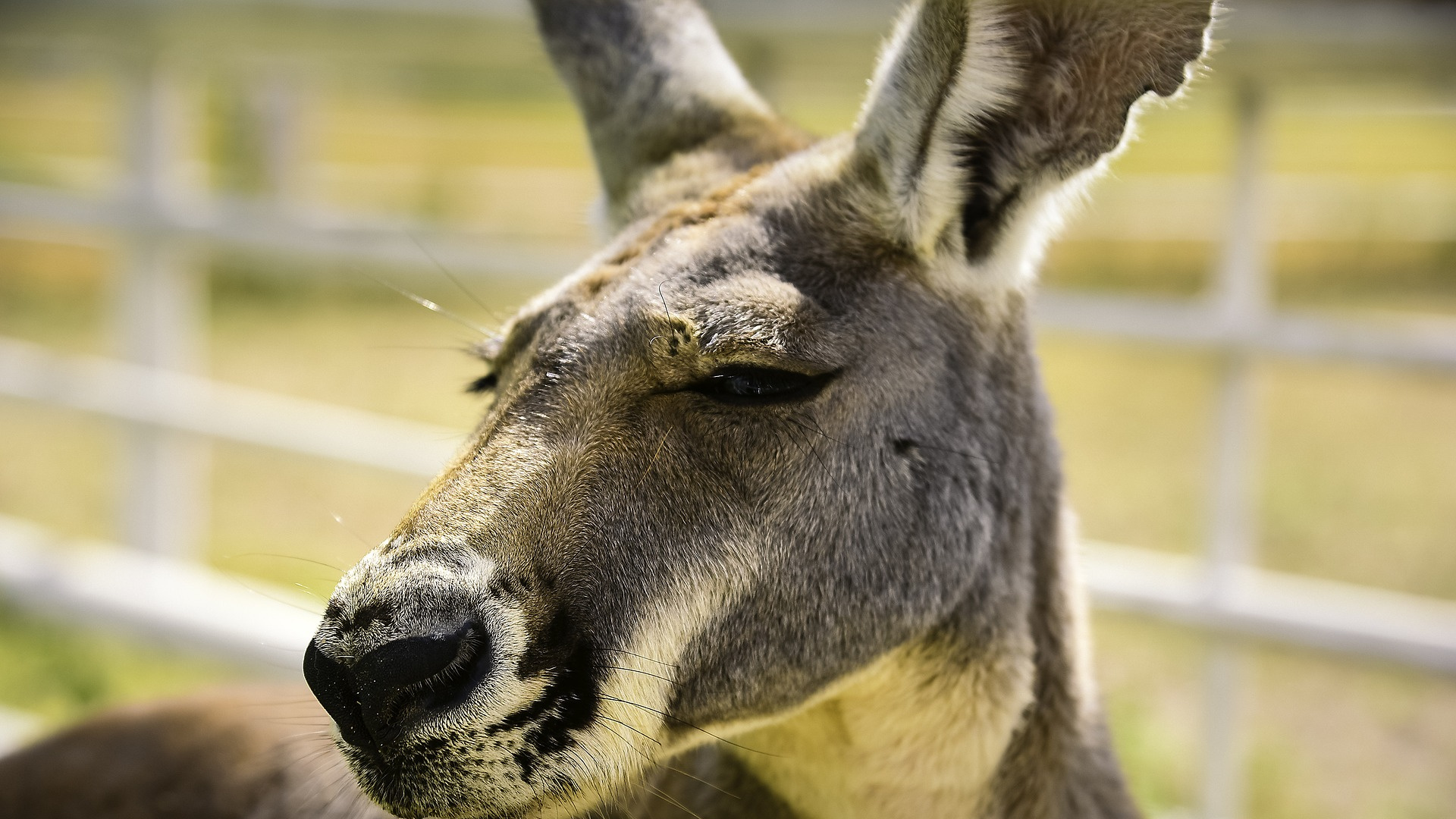 Brown Deer in Close up Photography During Daytime. Wallpaper in 1920x1080 Resolution