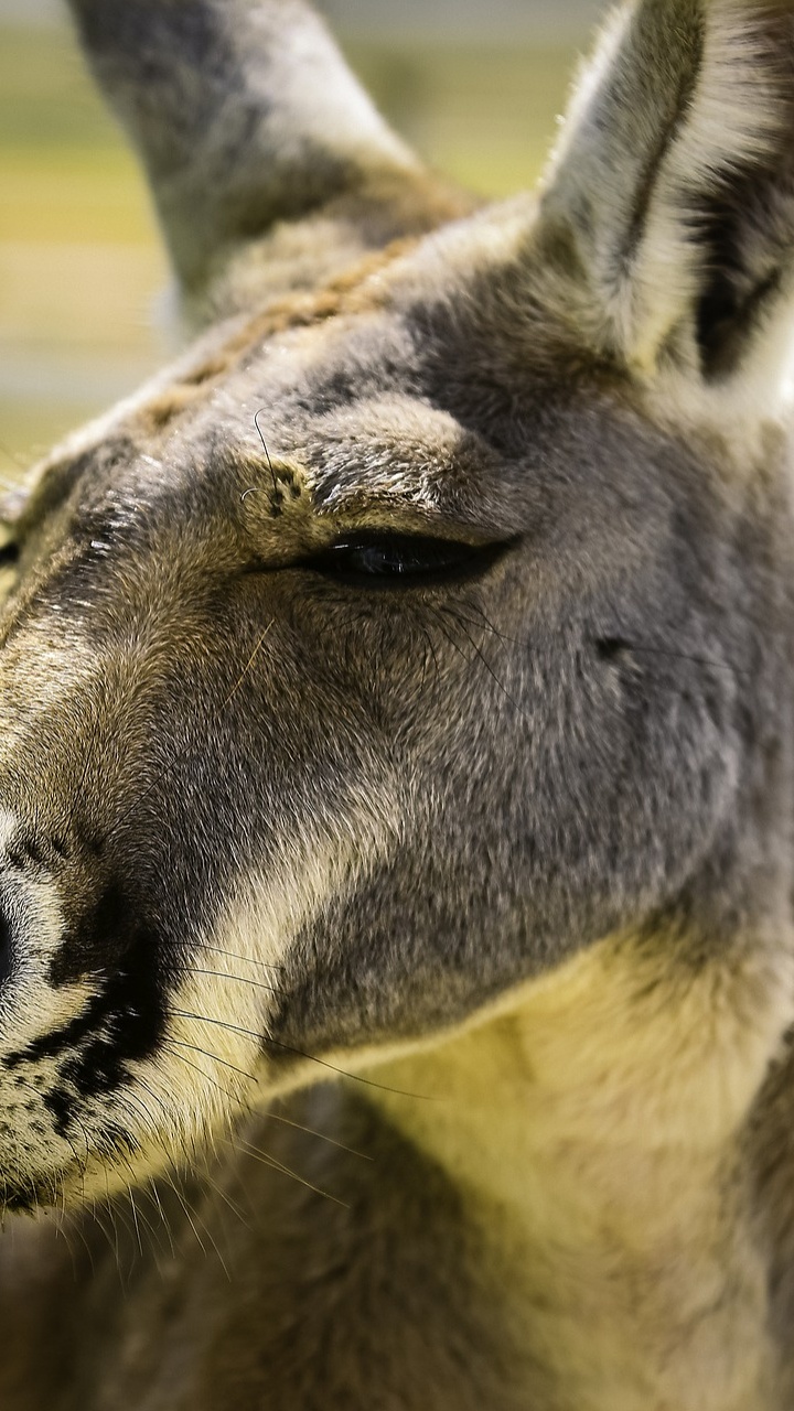 Brown Deer in Close up Photography During Daytime. Wallpaper in 720x1280 Resolution