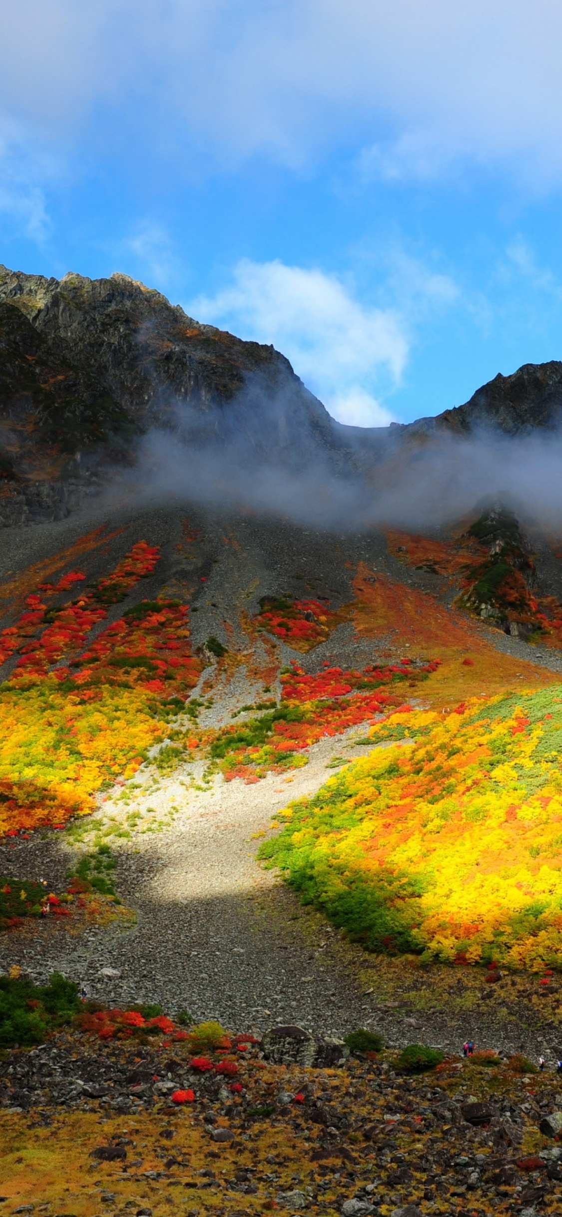 性质, 荒野, 植被, 高地, 野花 壁纸 1125x2436 允许