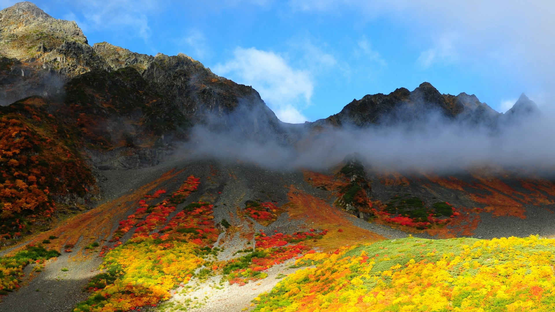 性质, 荒野, 植被, 高地, 野花 壁纸 1920x1080 允许
