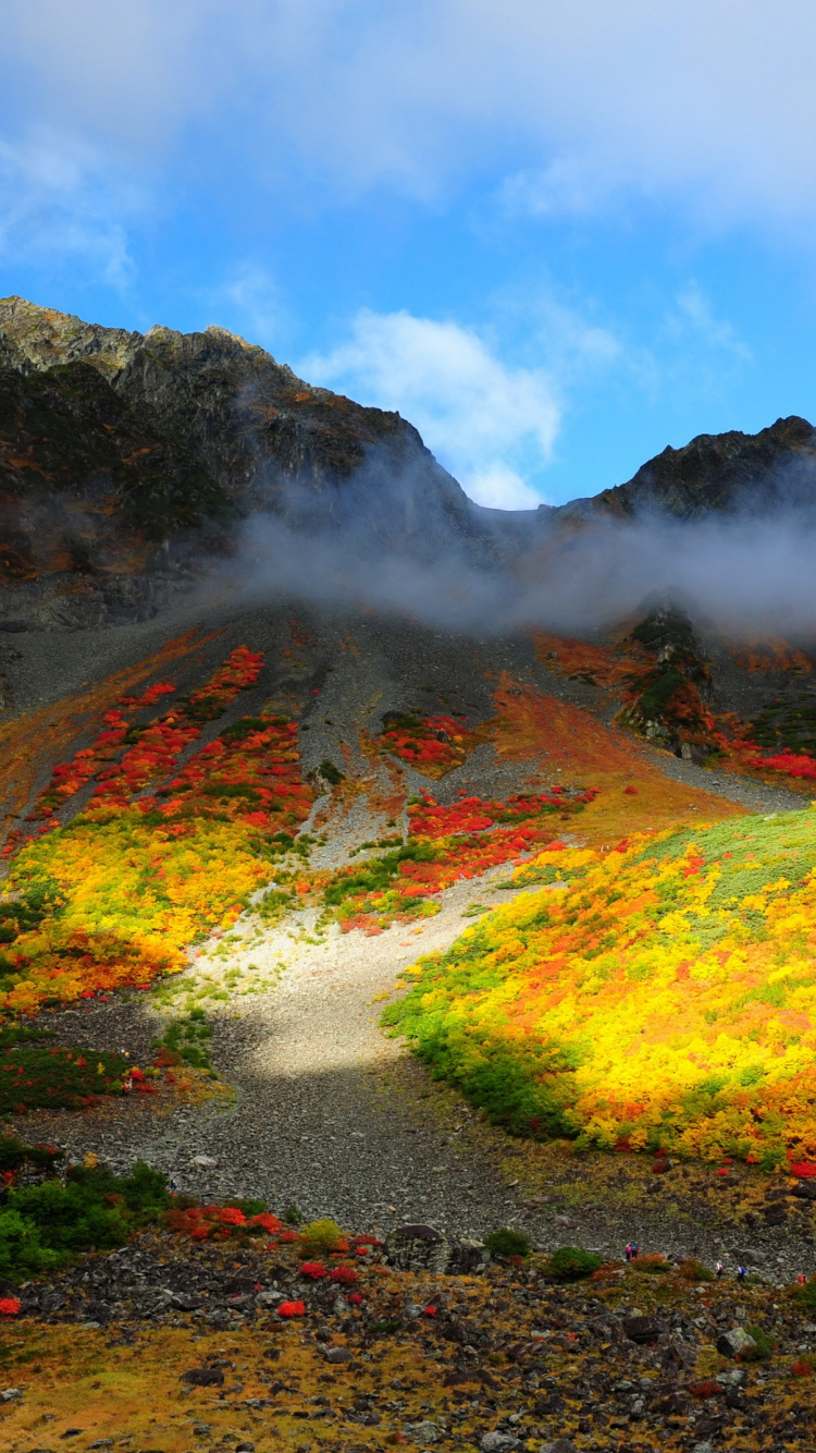 性质, 荒野, 植被, 高地, 野花 壁纸 750x1334 允许
