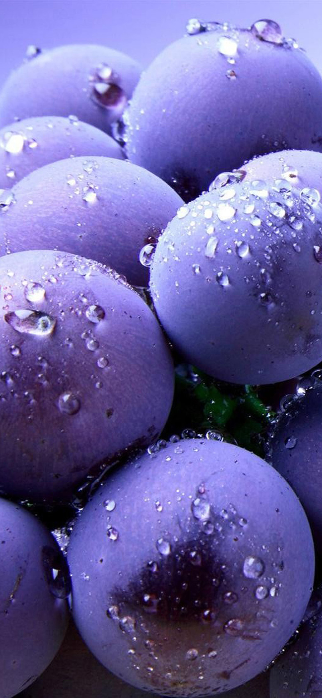 Wassertropfen Auf Grünem Gras. Wallpaper in 1125x2436 Resolution