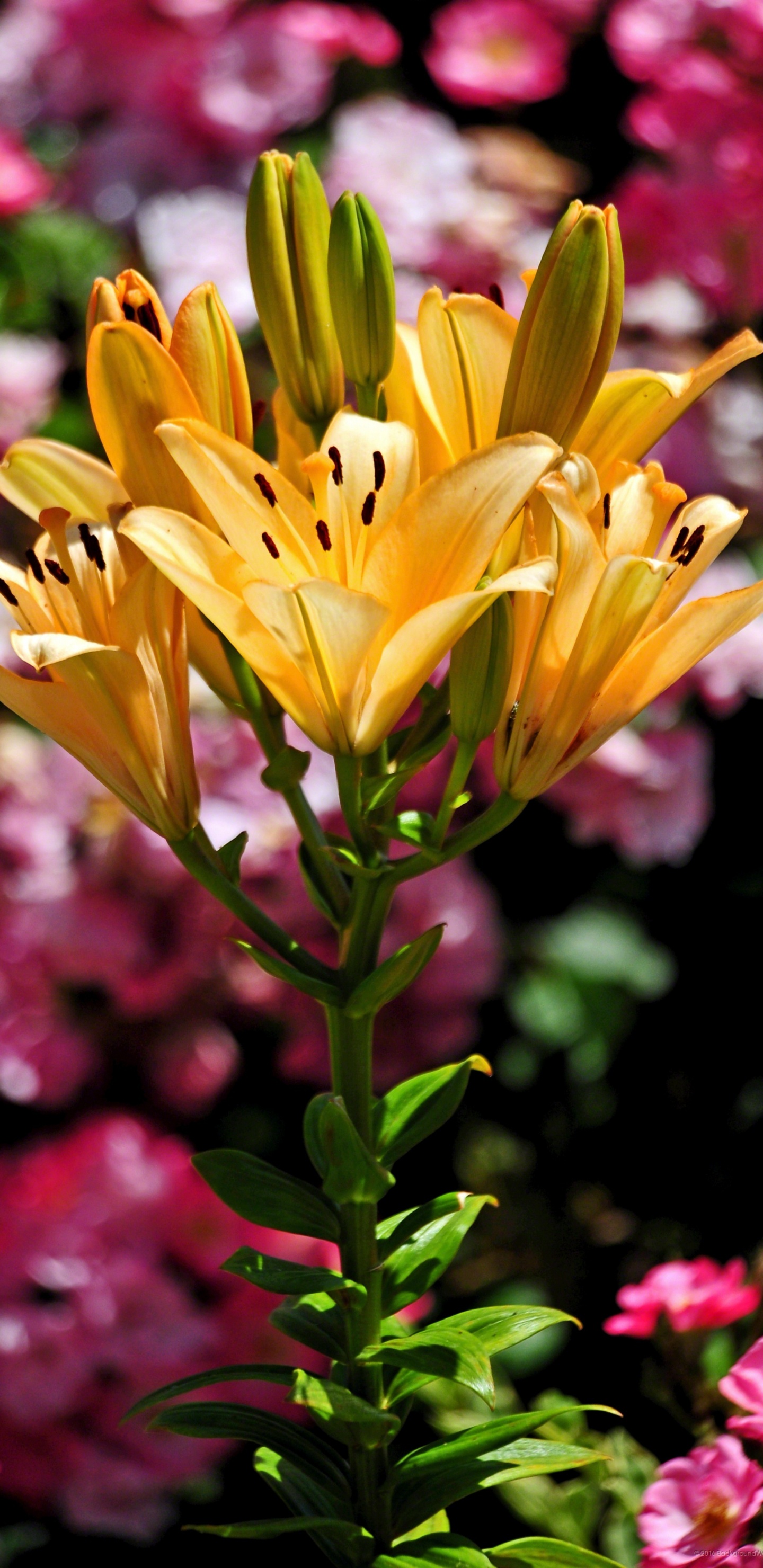 Gelbe Blume in Tilt-Shift-Linse. Wallpaper in 1440x2960 Resolution